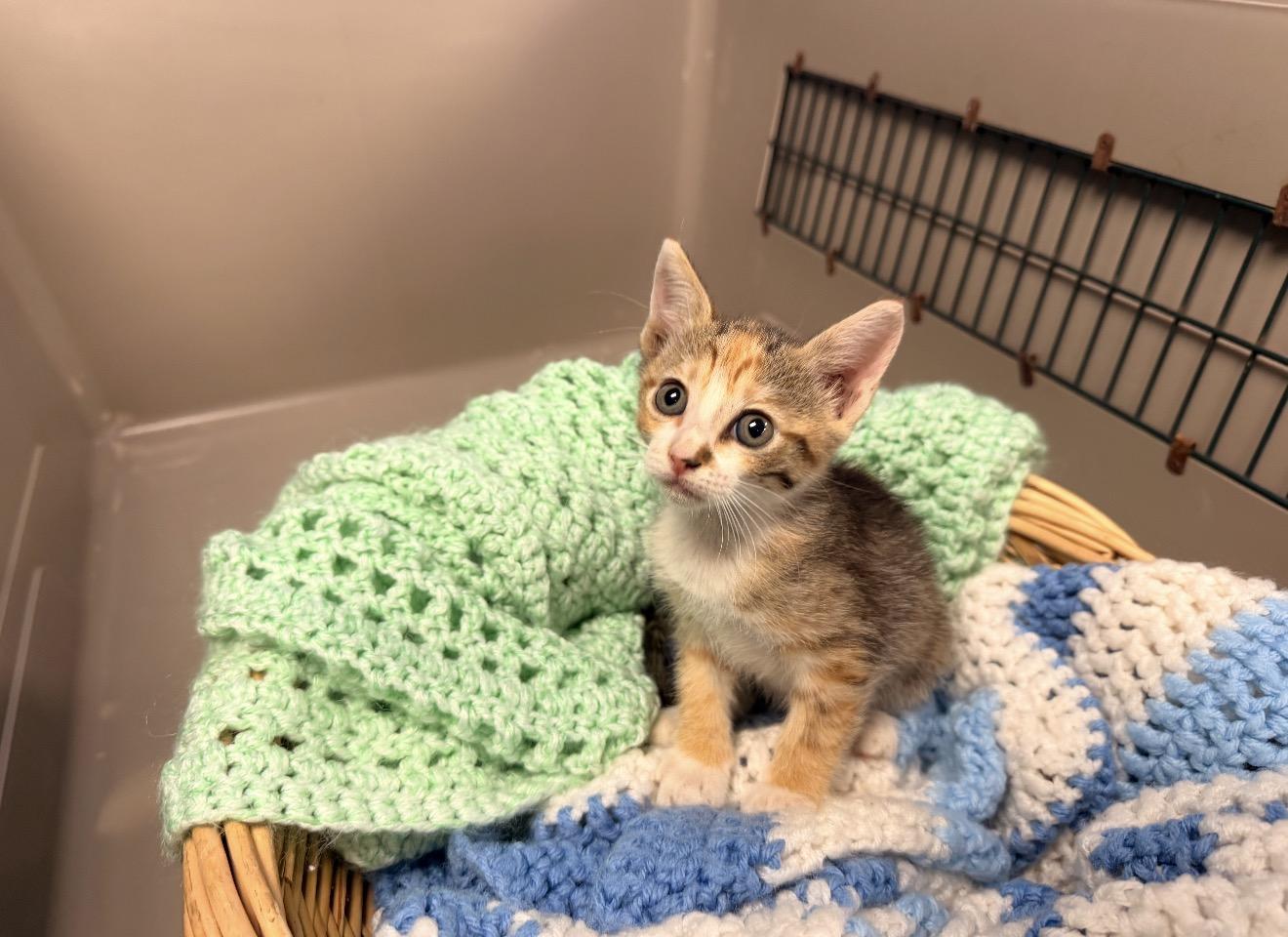 Nutmeg, Adopted, Kitten Female Domestic Short Hair.