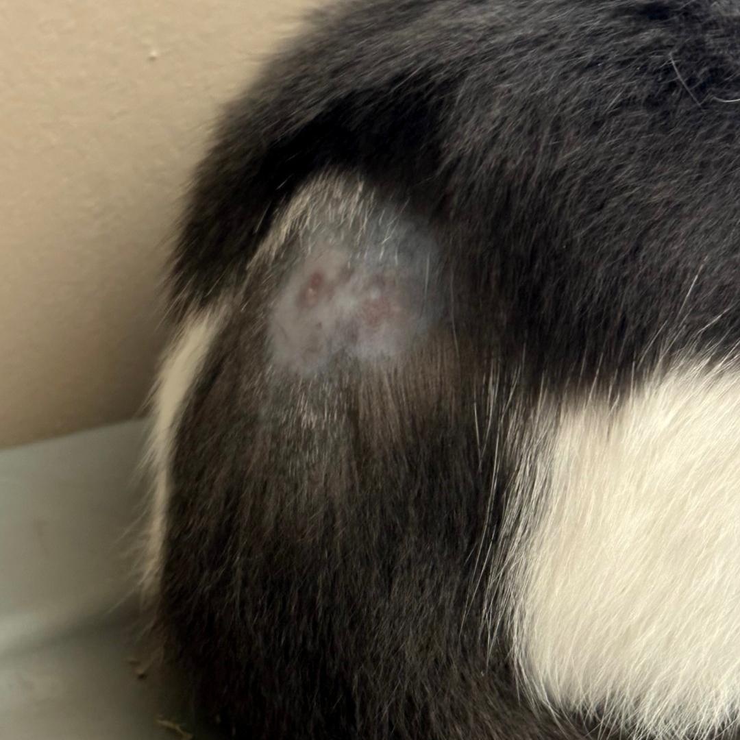 Enlarge Fearia, a Adoptable Tuxedo in Maple Shade, NJ image 4/5