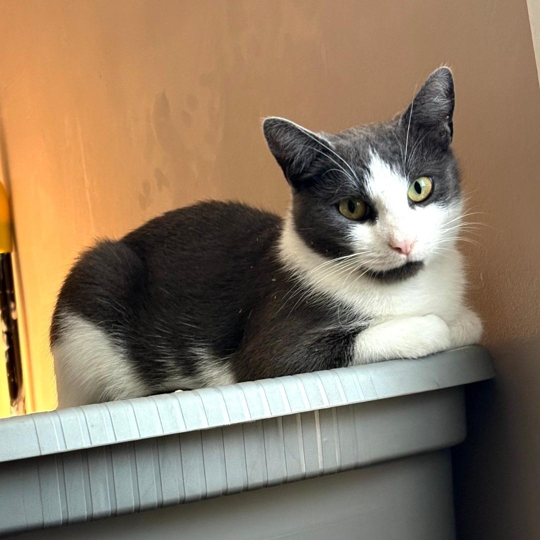 Enlarge Fearia, a Adoptable Tuxedo in Maple Shade, NJ image 3/5