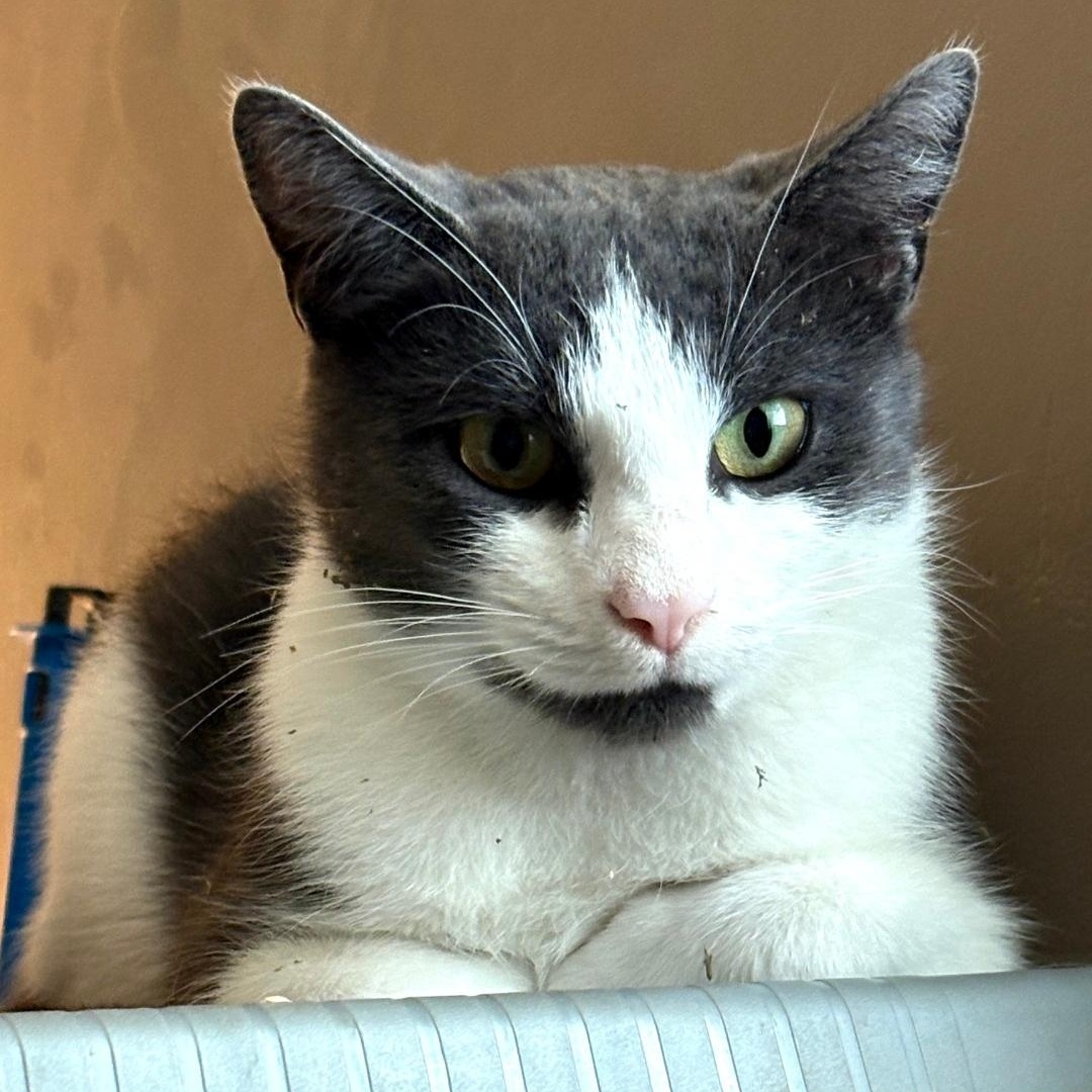 Enlarge Fearia, a Adoptable Tuxedo in Maple Shade, NJ image 2/5