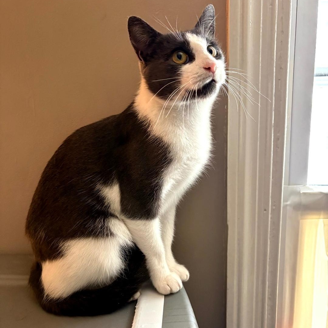 Enlarge Fearia, a Adoptable Tuxedo in Maple Shade, NJ image 5/5