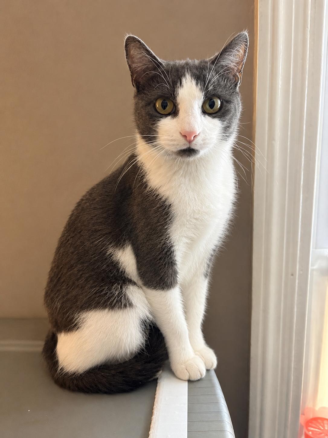 Enlarge Fearia, a Adoptable Tuxedo in Maple Shade, NJ image 1/5