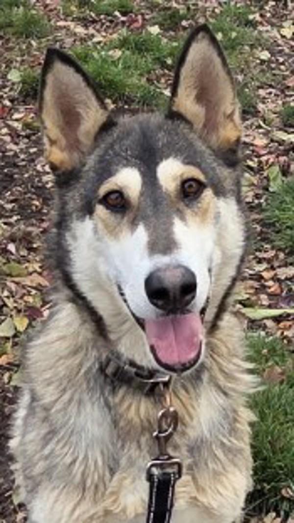 Enlarge Nova, a Adoptable mixed breed in Salem, OR image 1/5