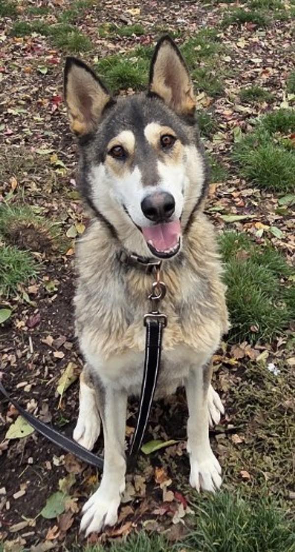 Enlarge Nova, a Adoptable mixed breed in Salem, OR image 2/5