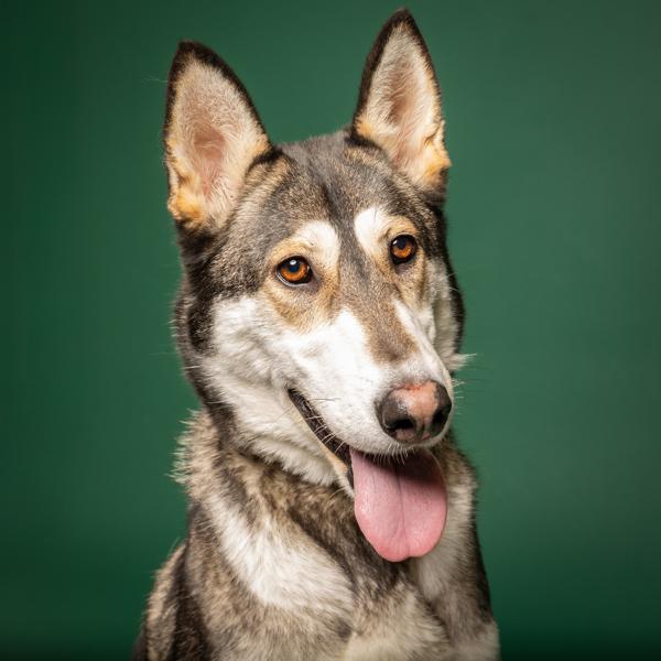 Enlarge Nova, a Adoptable mixed breed in Salem, OR image 3/5
