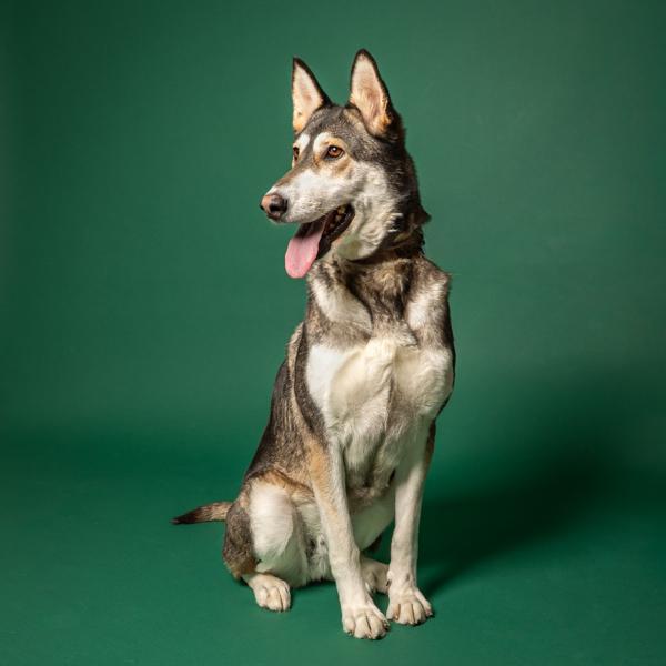 Enlarge Nova, a Adoptable mixed breed in Salem, OR image 2/5