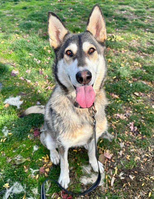 Enlarge Nova, a Adoptable mixed breed in Salem, OR image 5/5
