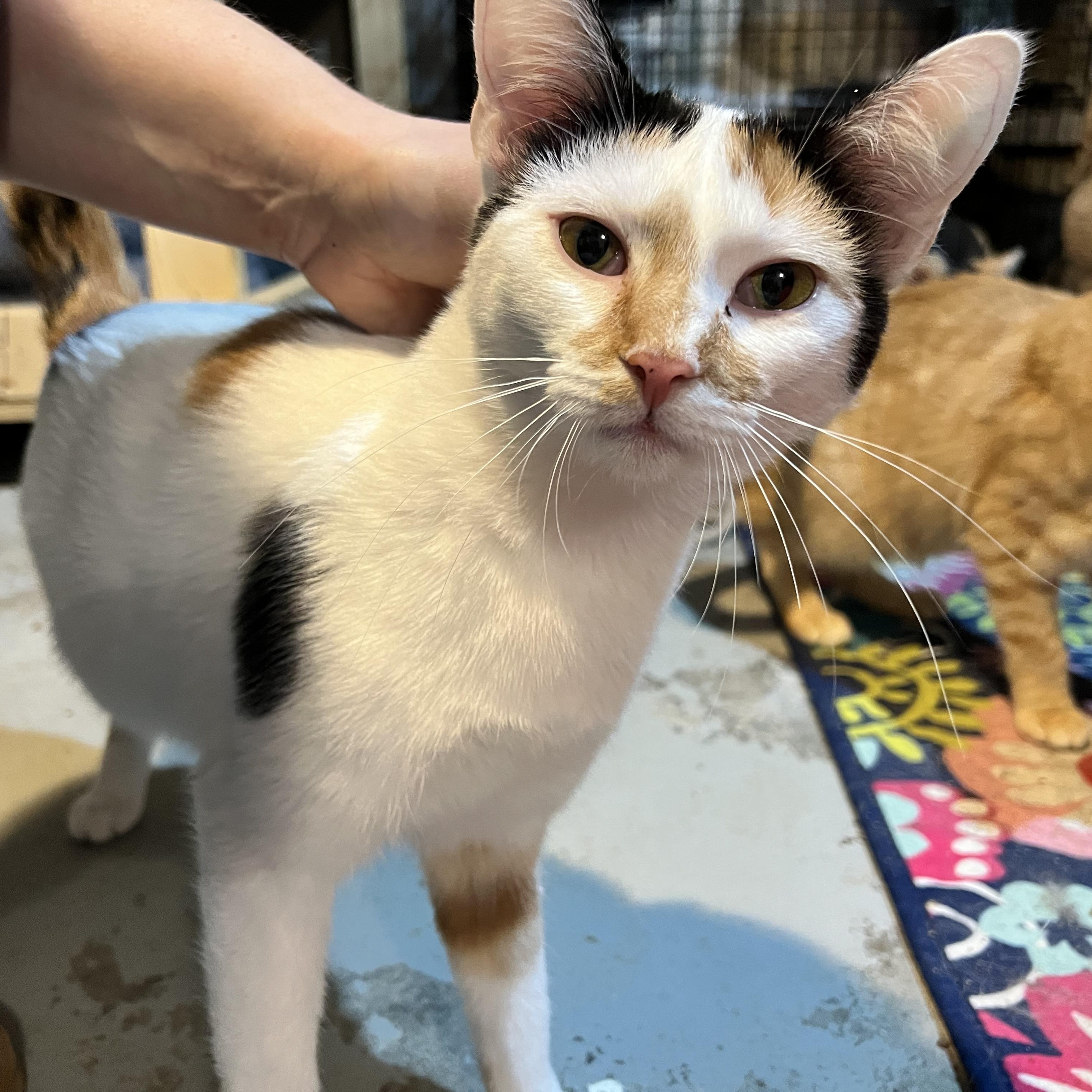 Enlarge Toffee, a ADOPTABLE Calico in east rochester, NY image 2/2