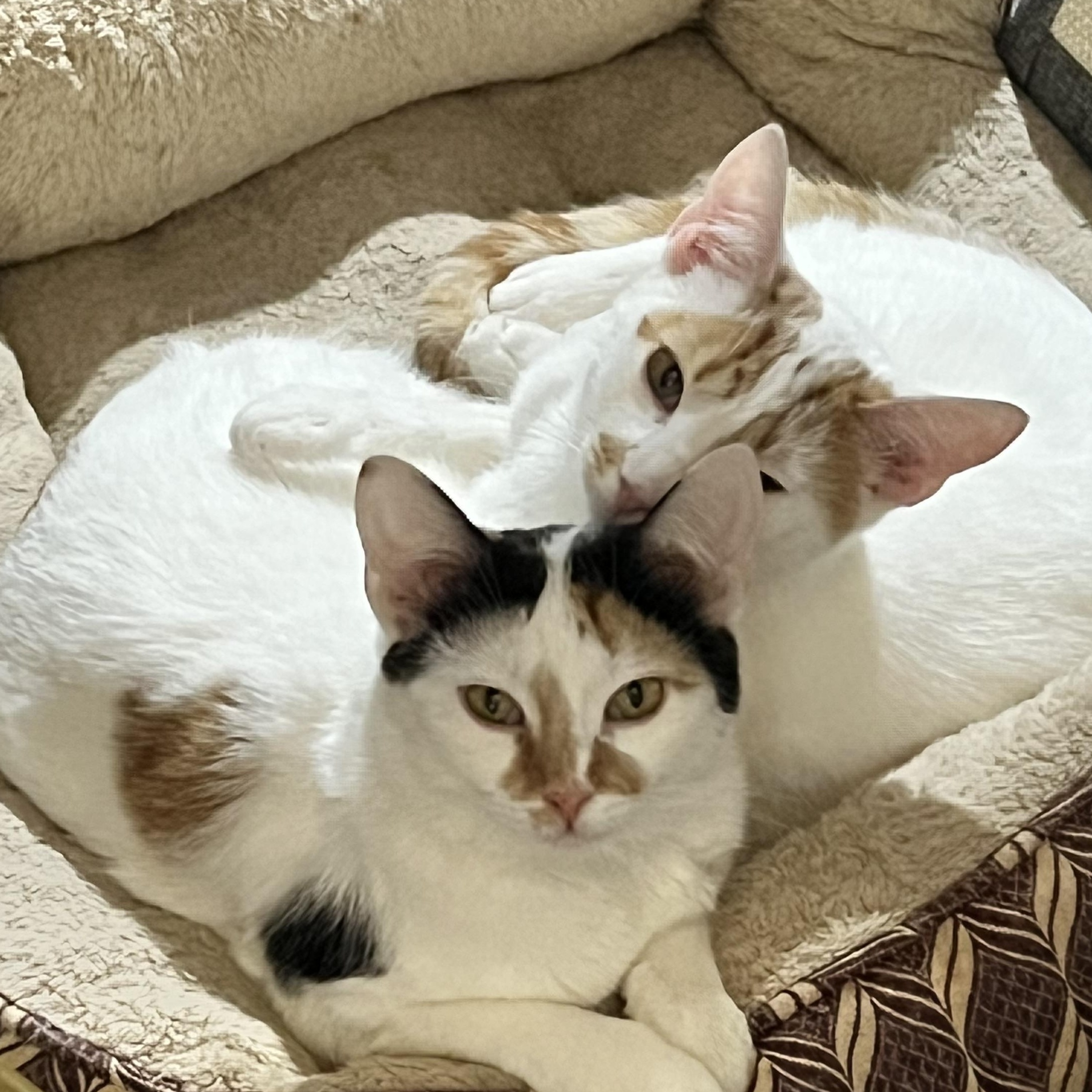 Enlarge Toffee, a ADOPTABLE Calico in east rochester, NY image 1/2