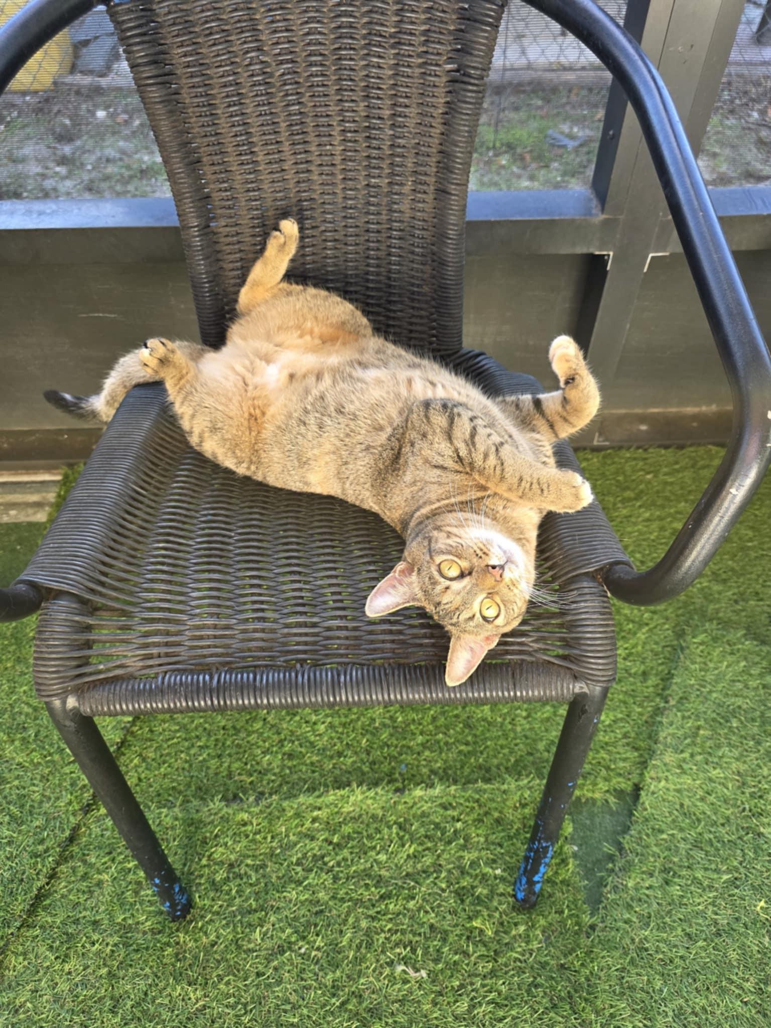 Tabatha, a ADOPTABLE Domestic Short Hair in Umatilla, FL image 2/6