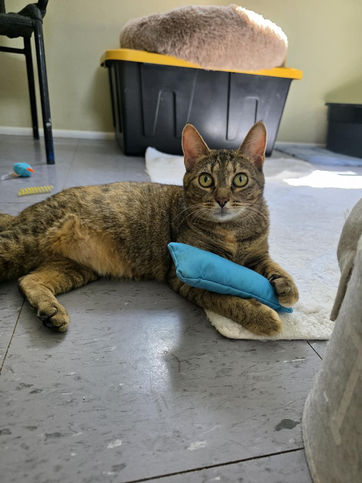 Tabatha, ADOPTABLE, Adult Female Domestic Short Hair.