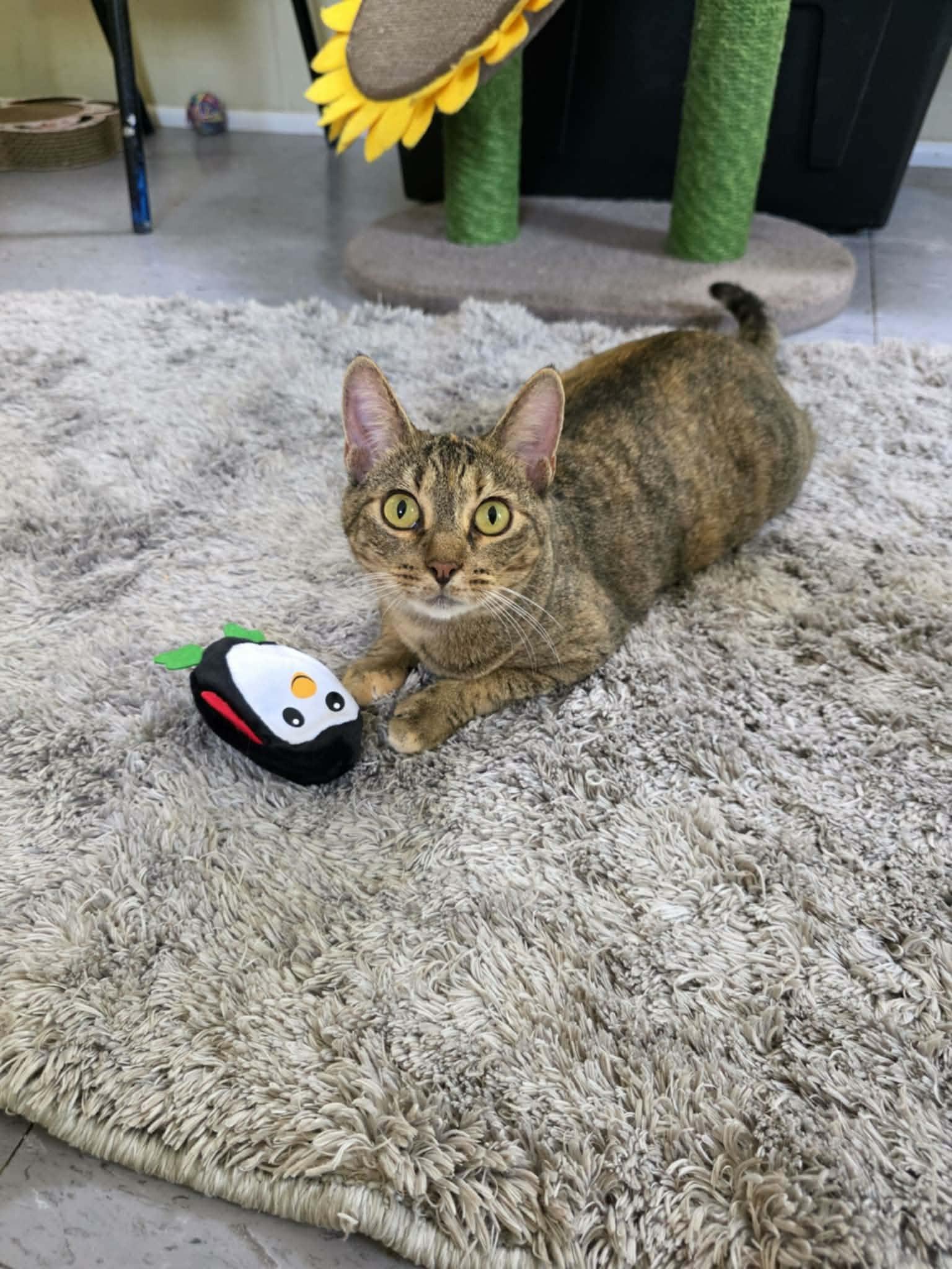 Enlarge Tabatha, a ADOPTABLE Domestic Short Hair in Umatilla, FL image 5/6