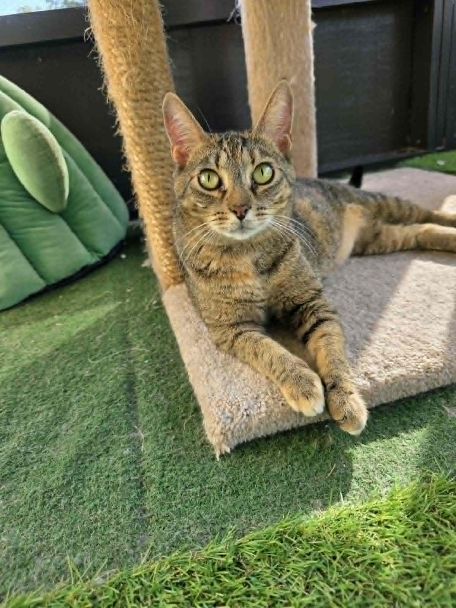 Tabatha, a ADOPTABLE Domestic Short Hair in Umatilla, FL image 2/6