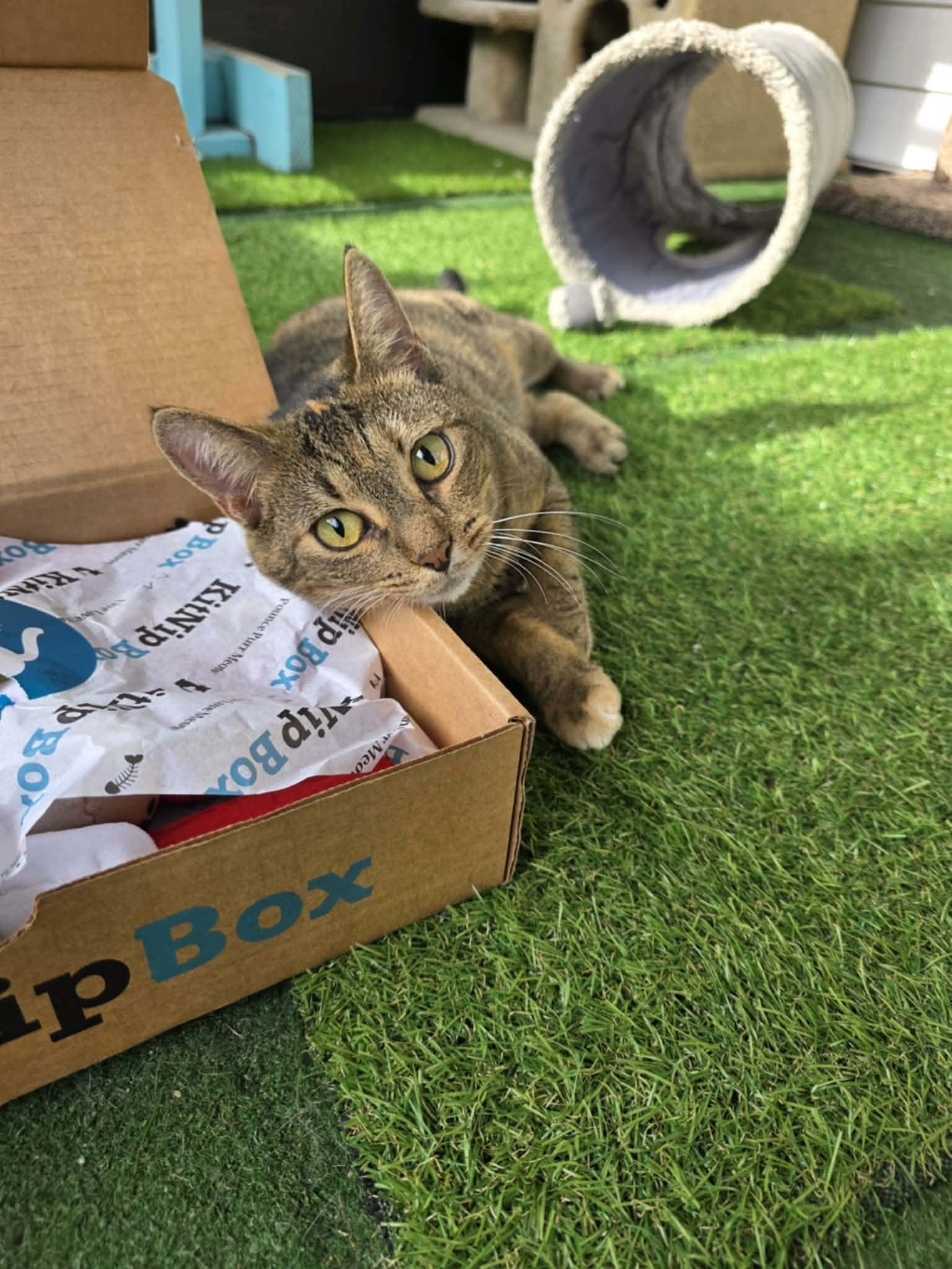 Enlarge Tabatha, a ADOPTABLE Domestic Short Hair in Umatilla, FL image 1/6