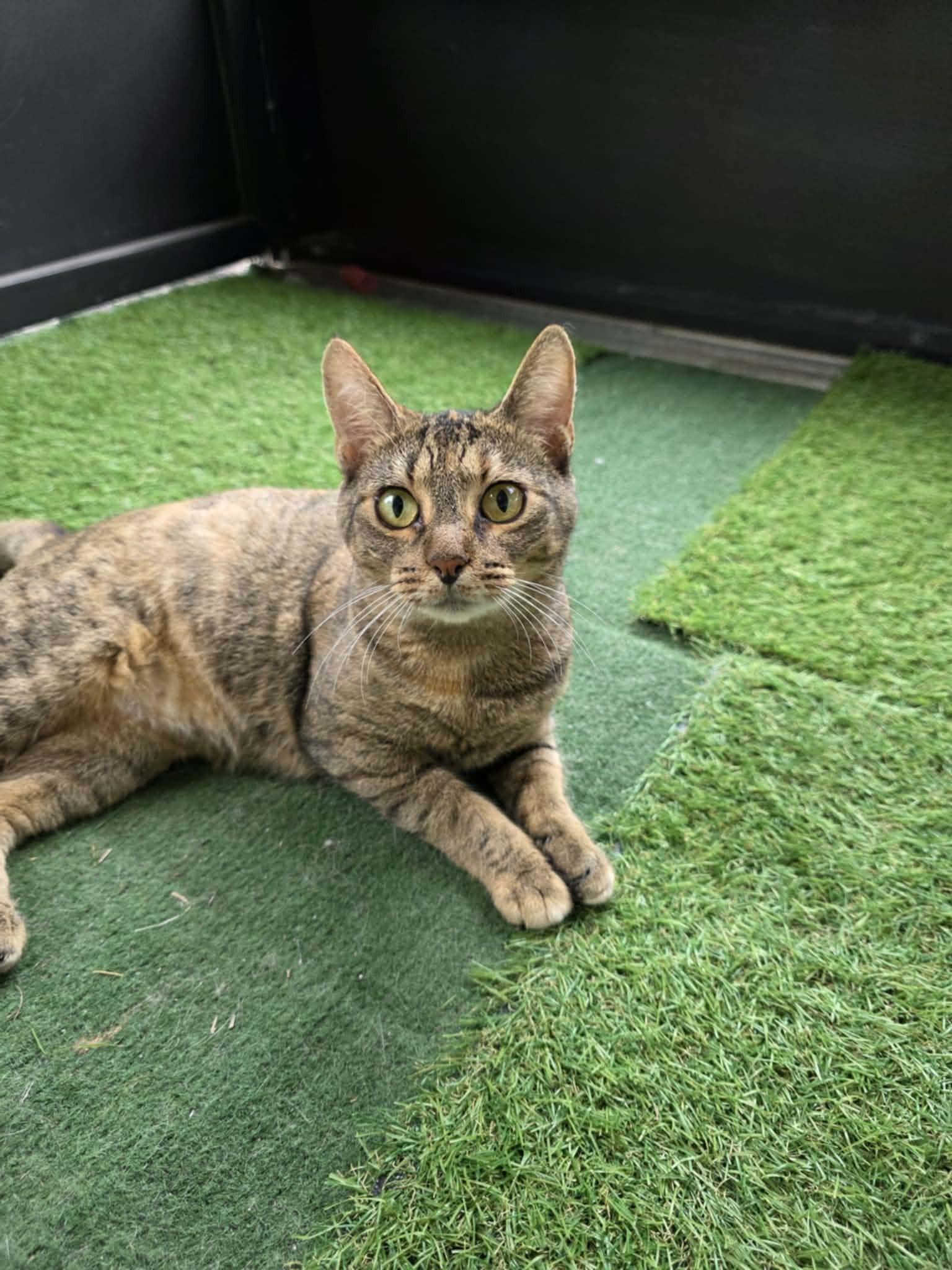 Enlarge Tabatha, a ADOPTABLE Domestic Short Hair in Umatilla, FL image 4/6