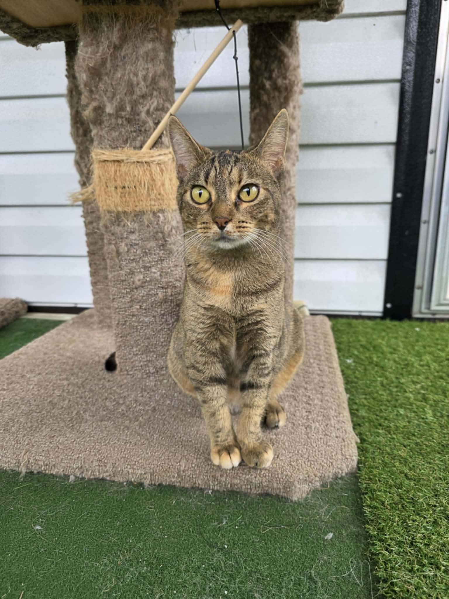 Tabatha, ADOPTABLE, Adult Female Domestic Short Hair.