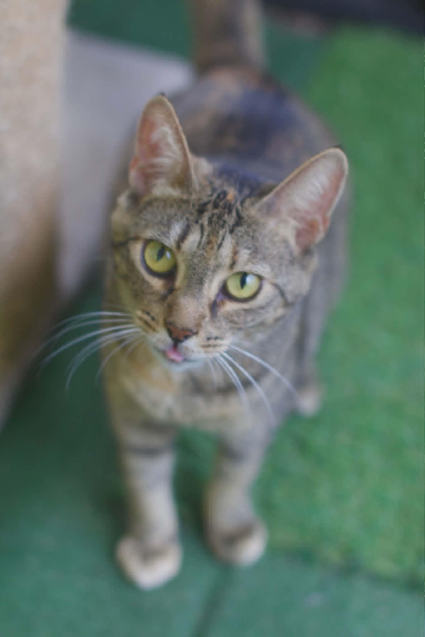 Tabatha, ADOPTABLE, Adult Female Domestic Short Hair.