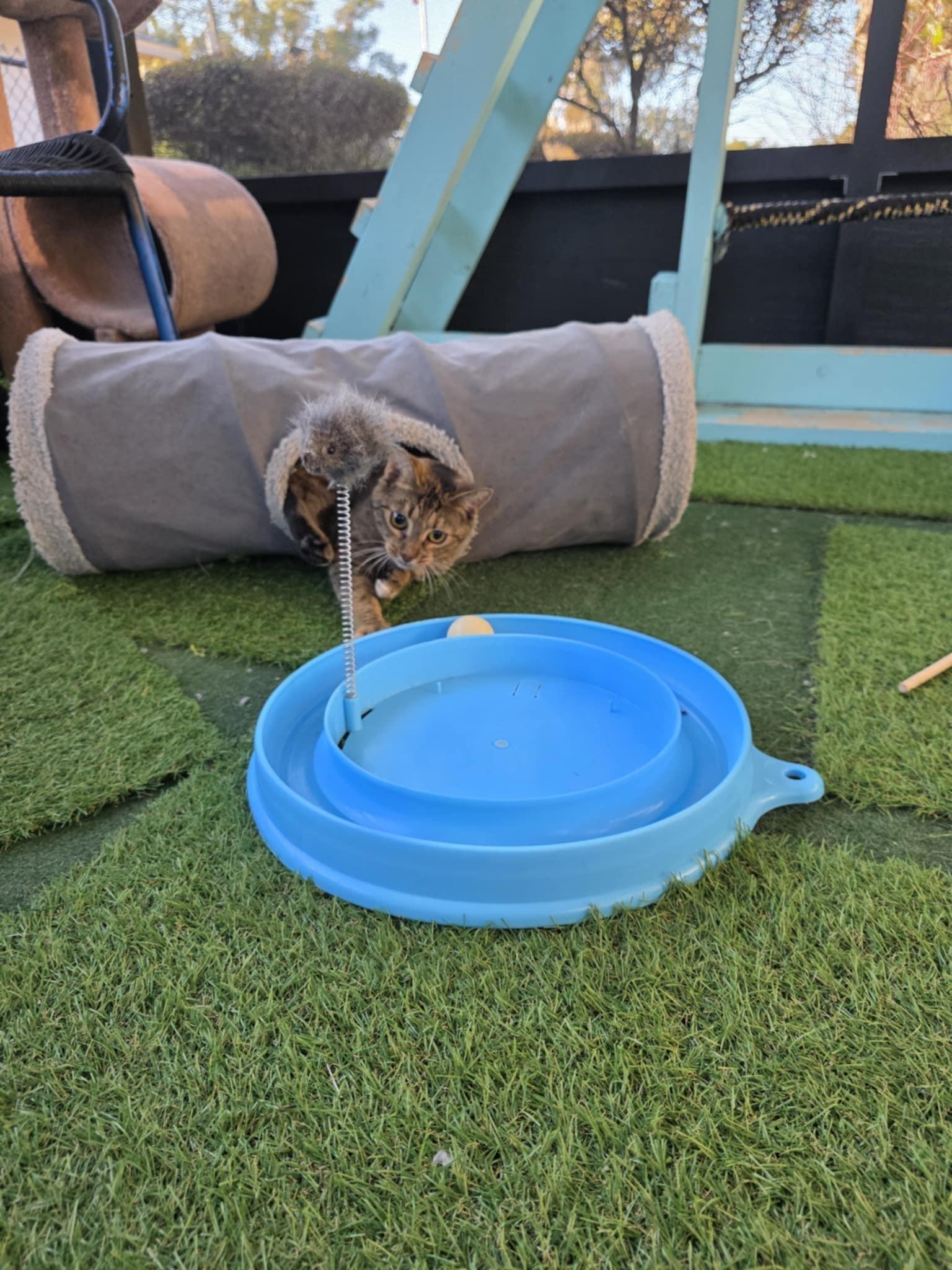 Tabatha, a ADOPTABLE Domestic Short Hair in Umatilla, FL image 6/6