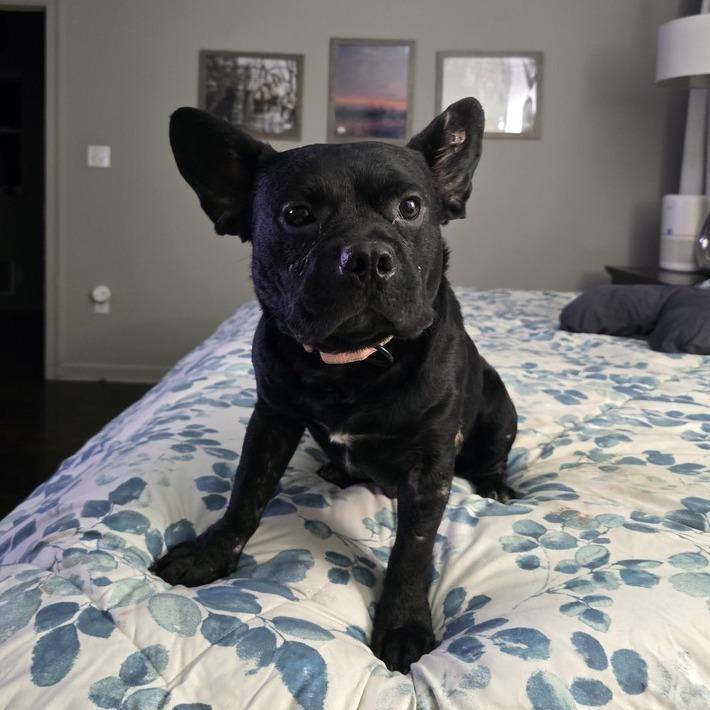 King, Adoptable, Adult Male French Bulldog.