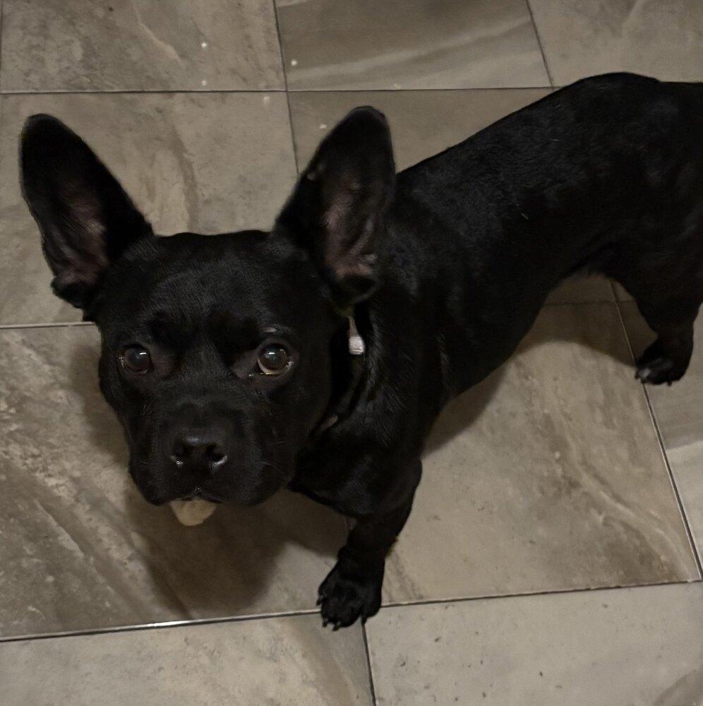 Enlarge King, a Adoptable mixed breed in Boston, MA image 2/6