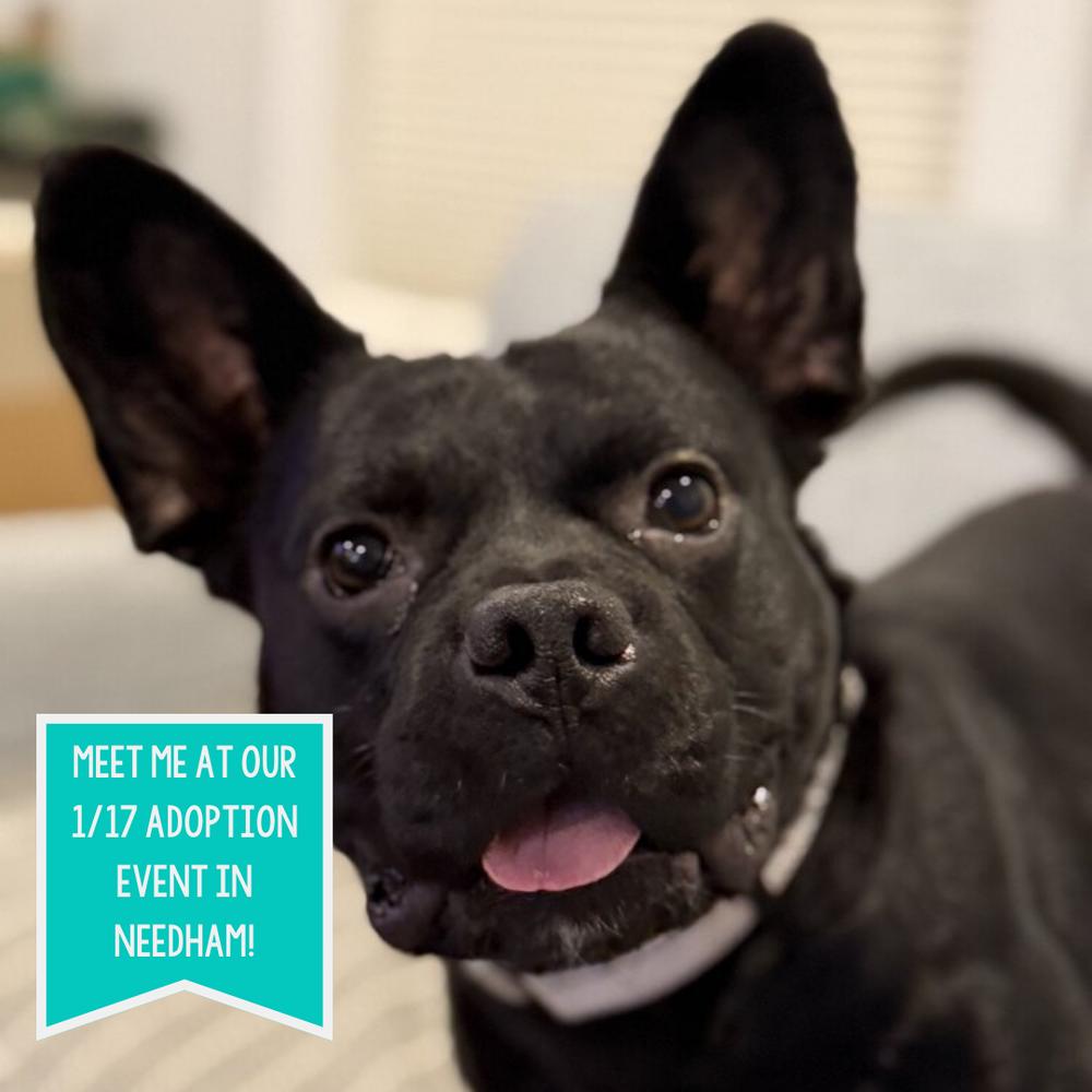 Enlarge King, a Adoptable mixed breed in Boston, MA image 3/6