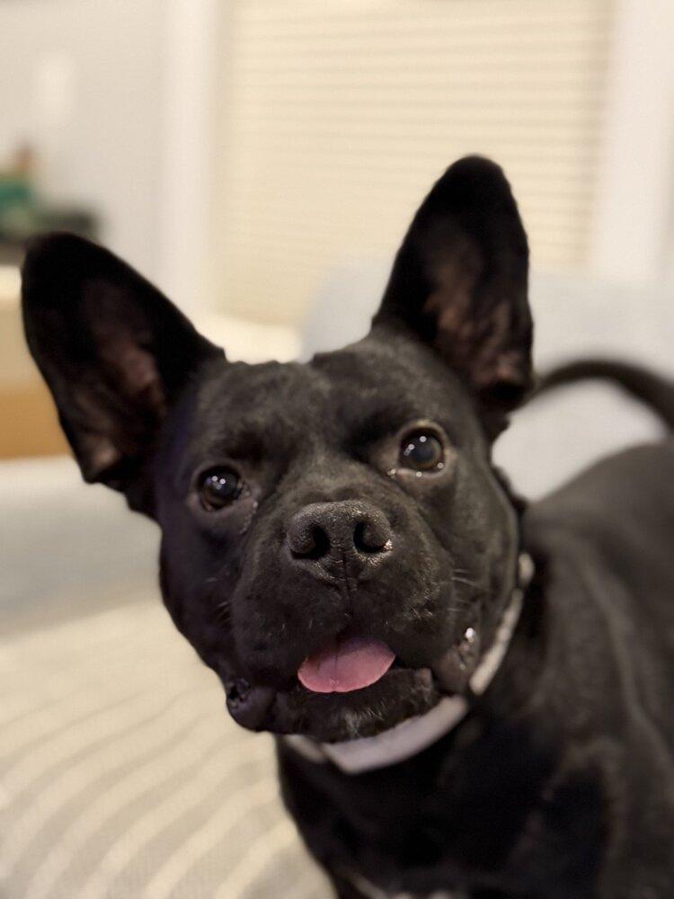 Enlarge King, a Adoptable mixed breed in Boston, MA image 4/6