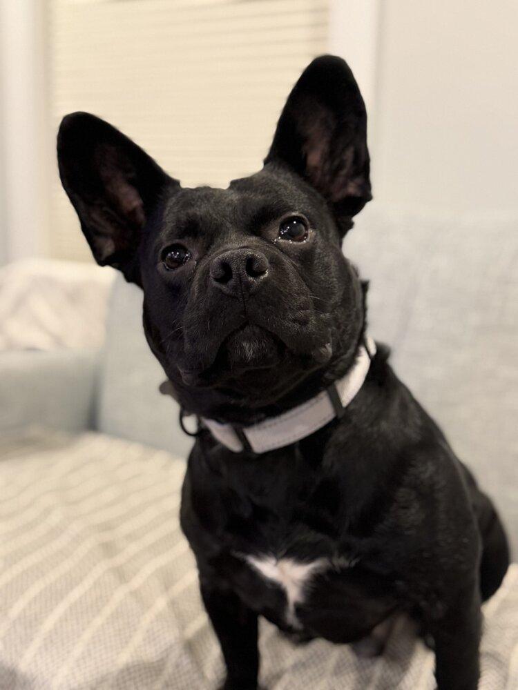 Enlarge King, a Adoptable mixed breed in Boston, MA image 5/6