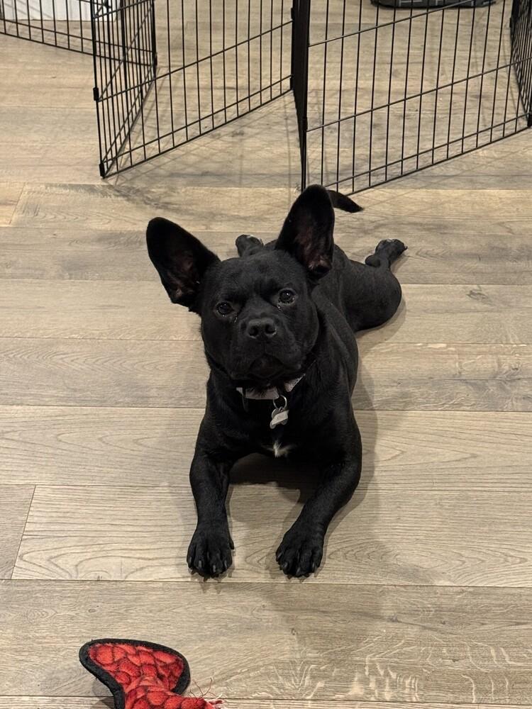 Enlarge King, a Adoptable mixed breed in Boston, MA image 6/6