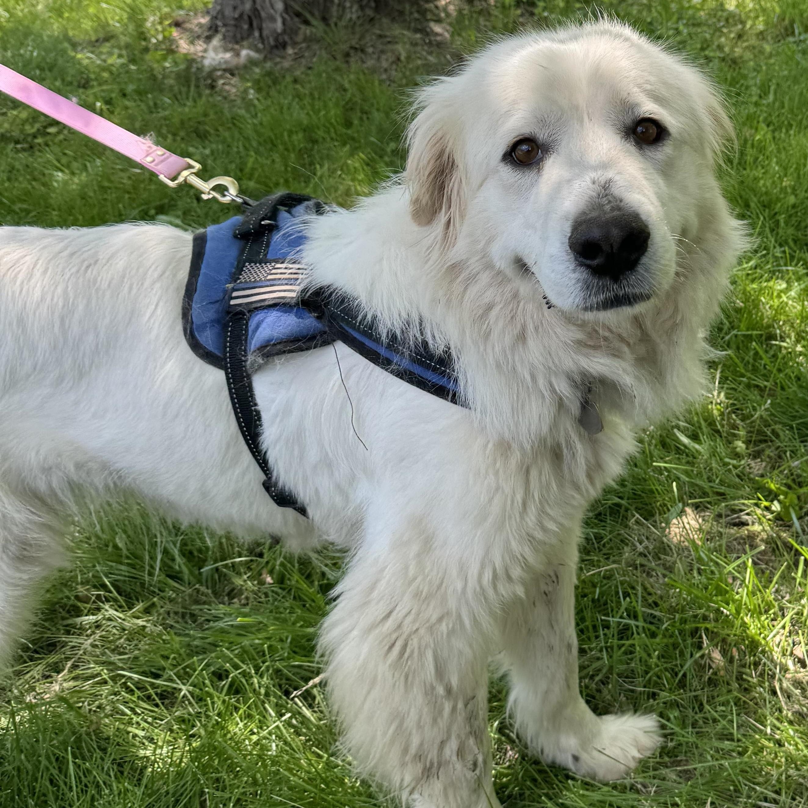 Scout- Fun Girl - Needs Foster, a Adoptable Great Pyrenees in Indianapolis, IN image 6/6