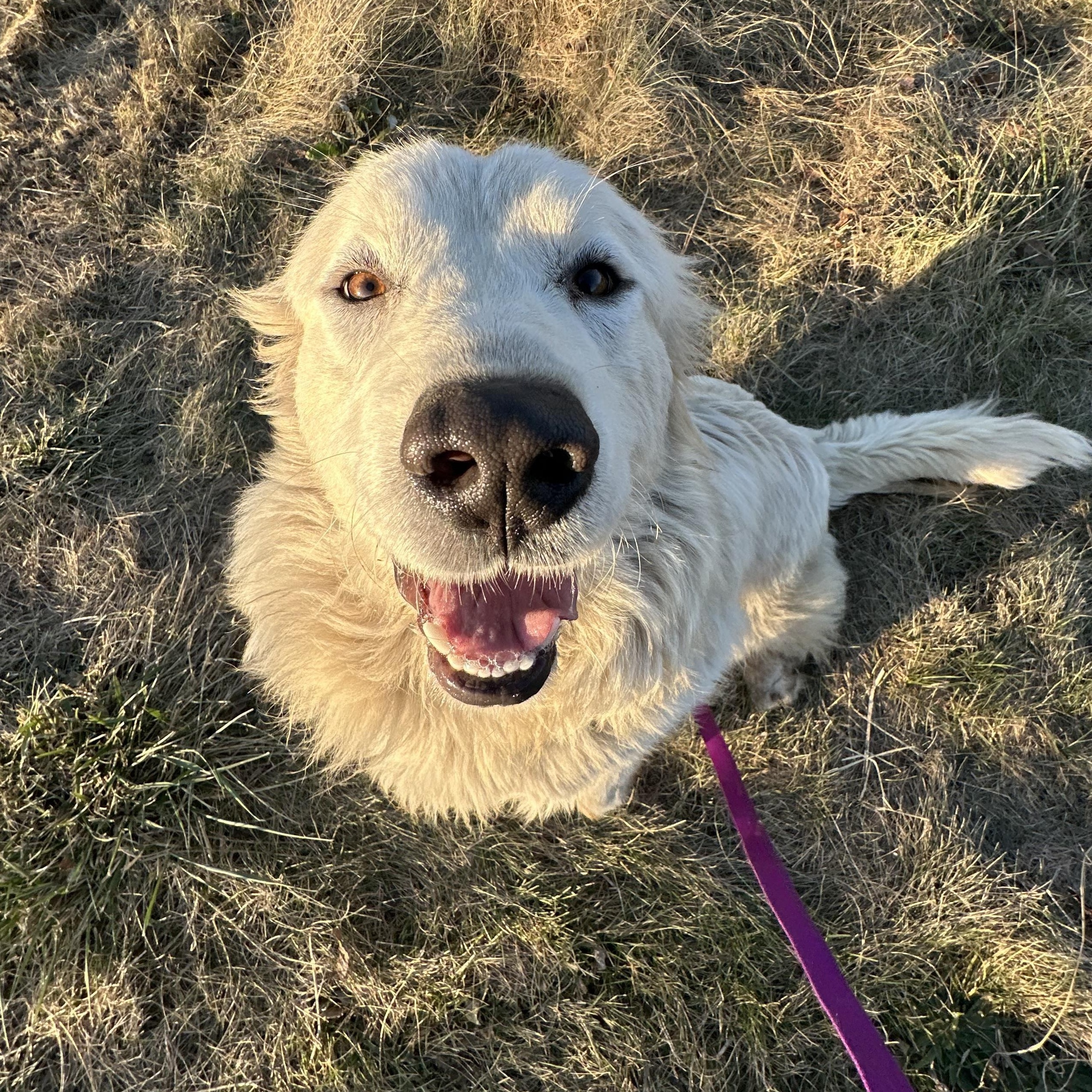 Scout- Fun Girl - Needs Foster, Adoptable, Adult Female Great Pyrenees.