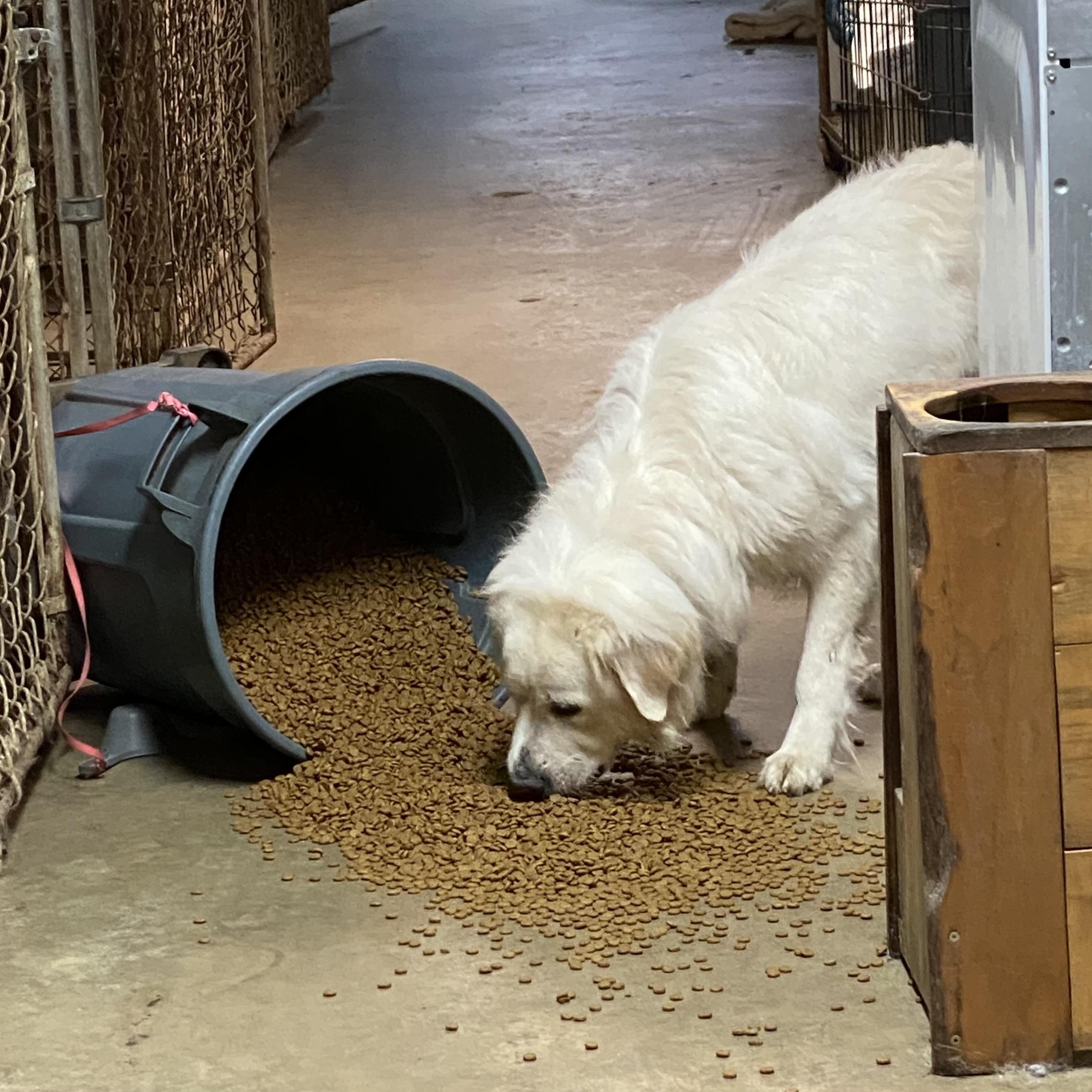 Scout- Fun Girl - Needs Foster, a Adoptable Great Pyrenees in Indianapolis, IN image 3/6