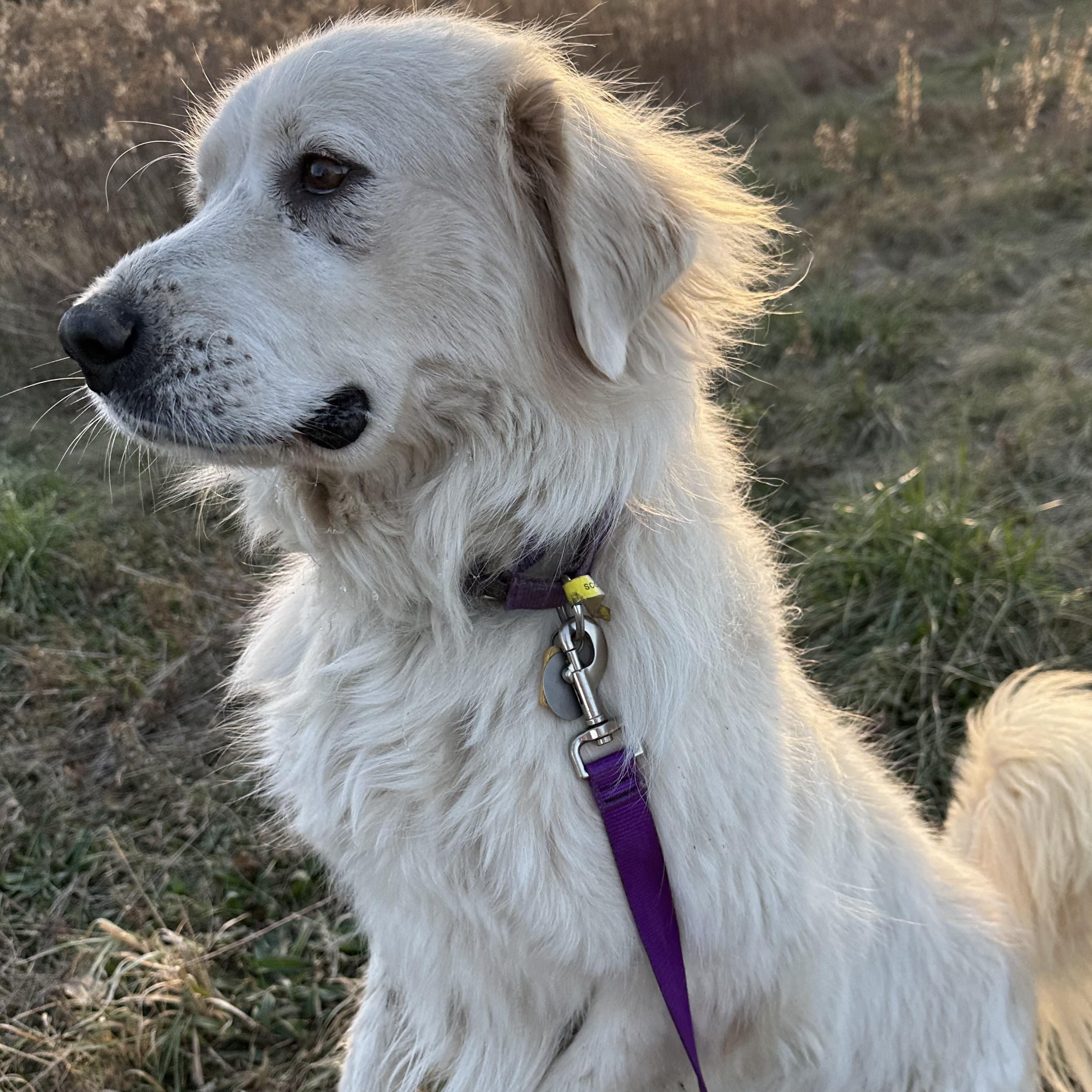 Scout- Fun Girl - Needs Foster, a Adoptable Great Pyrenees in Indianapolis, IN image 4/6