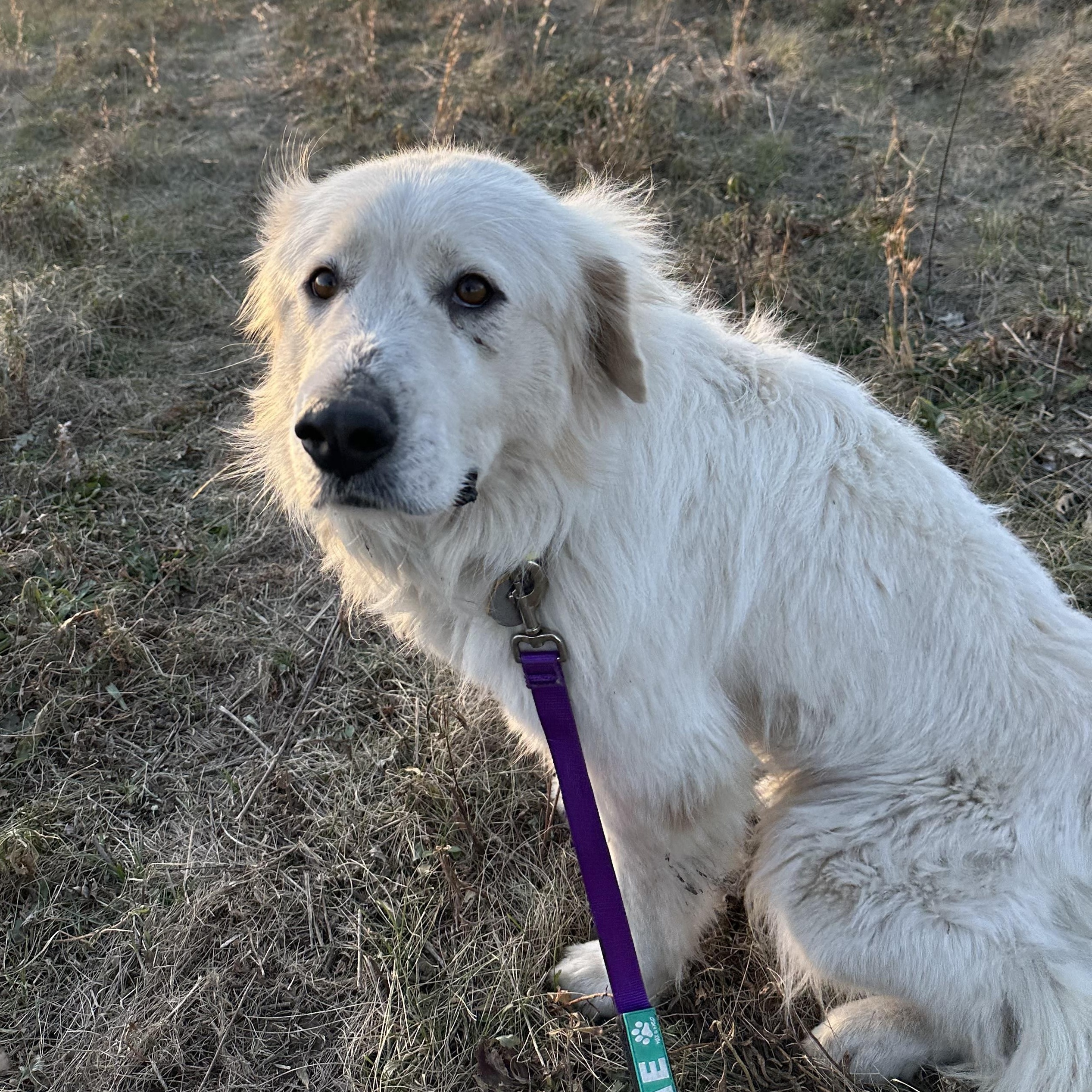 Scout- Fun Girl - Needs Foster, a Adoptable Great Pyrenees in Indianapolis, IN image 5/6
