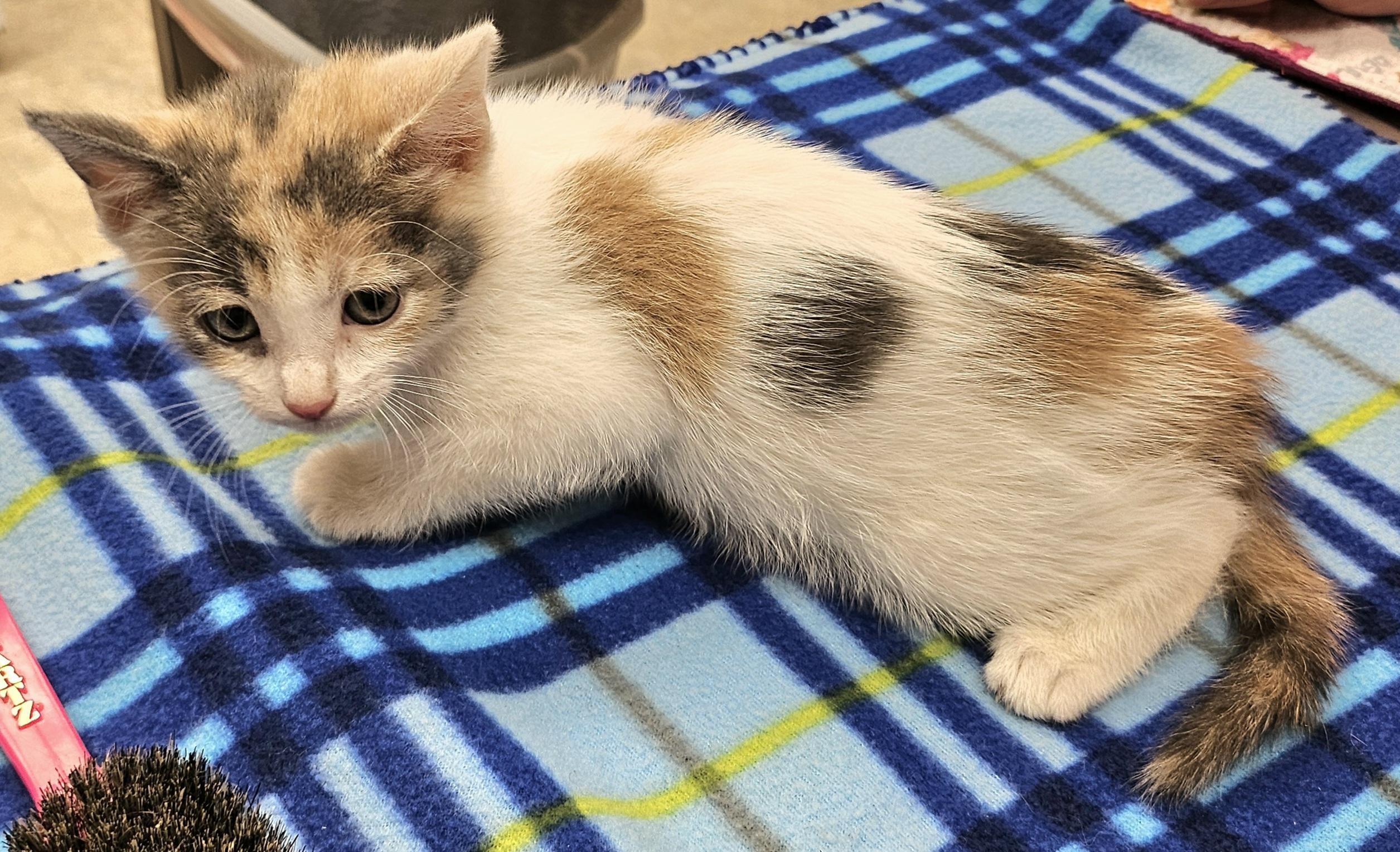 Rosemary, Adoptable, Kitten Female Domestic Medium Hair.
