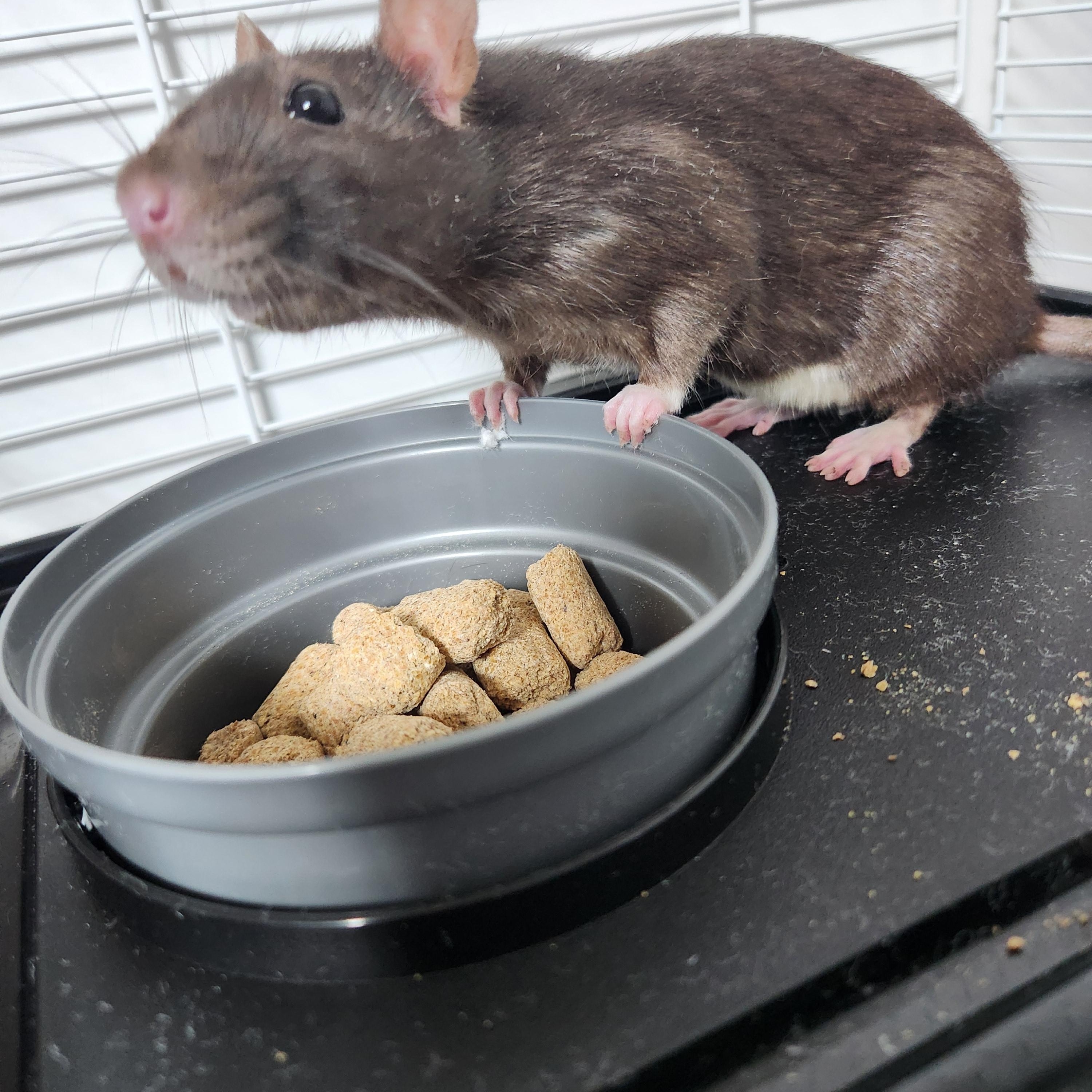 Enlarge OLIVE, a Adopted Rat in Philadelphia, PA image 1/1