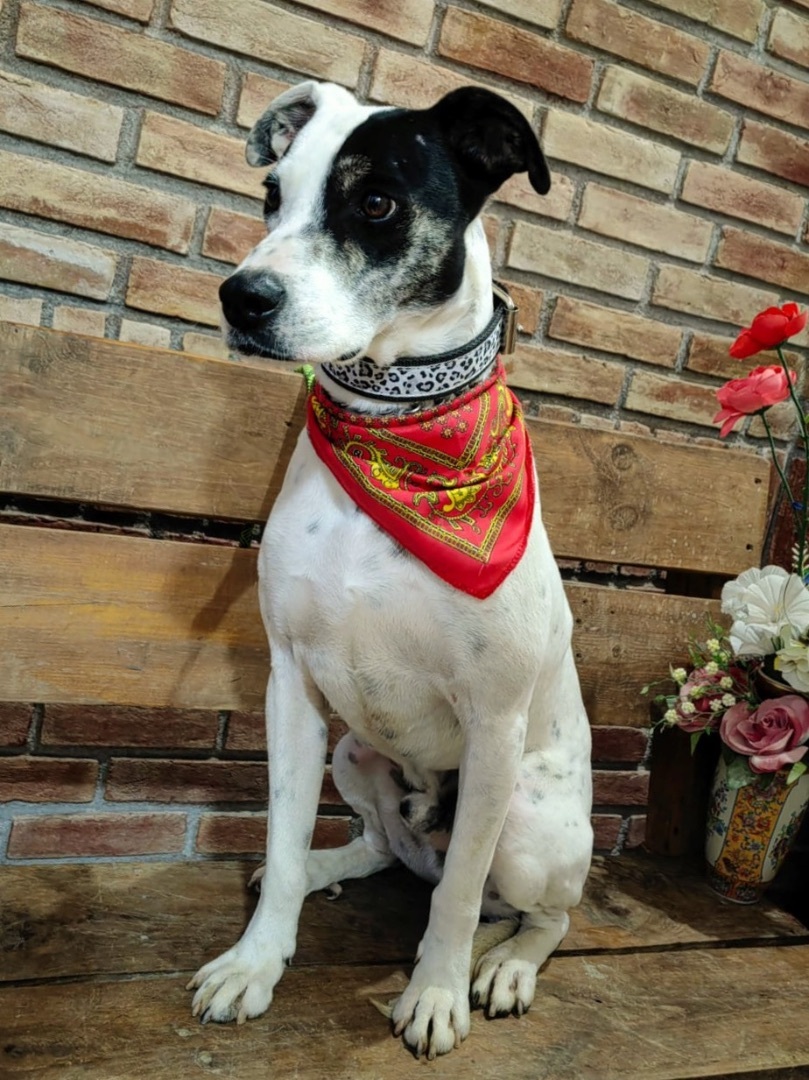 Lucas, a Adoptable mixed breed in Washington , DC image 4/6