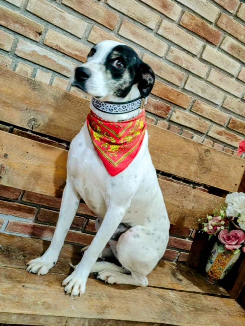 Lucas, a Adoptable mixed breed in Washington , DC image 5/6