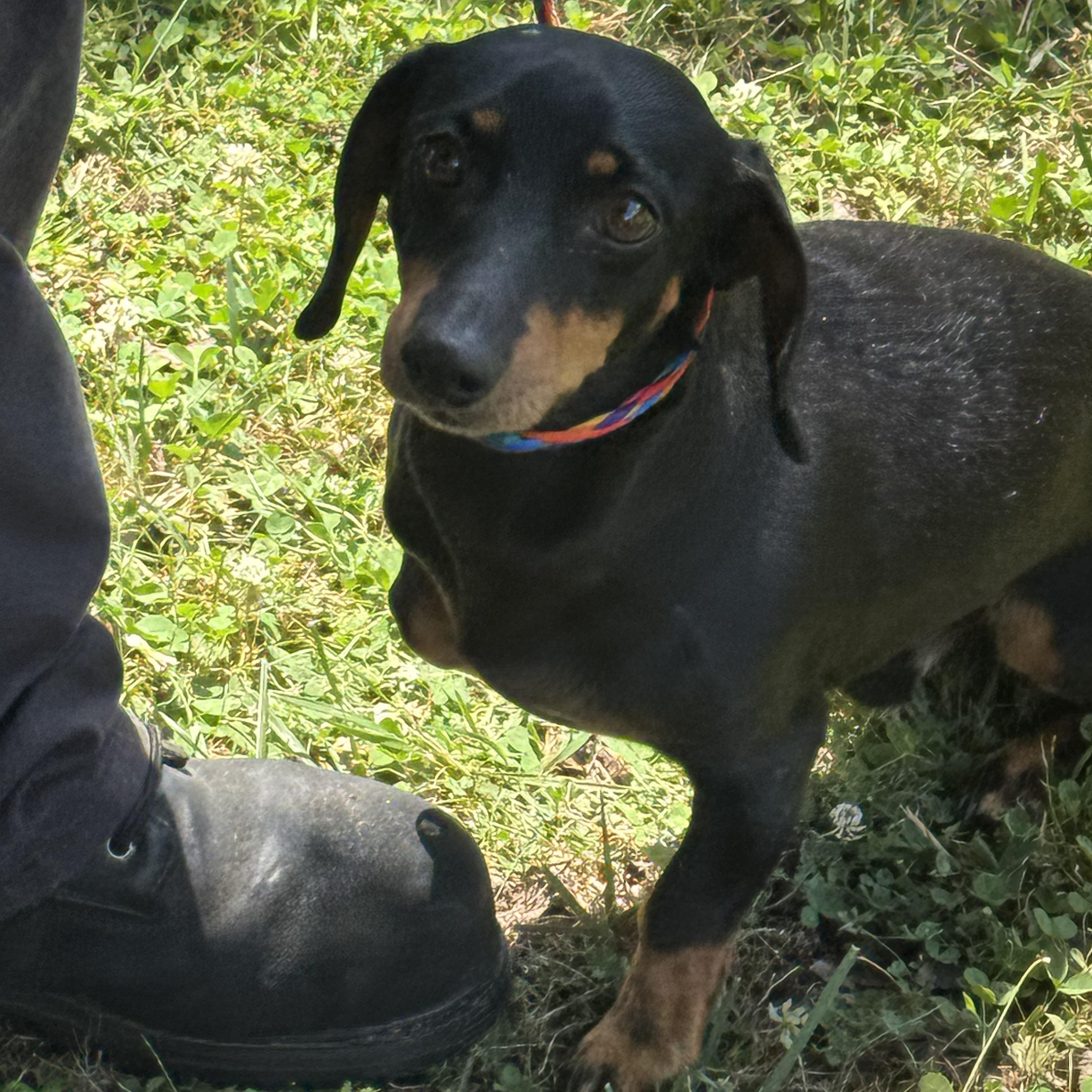 Sam, a ADOPTABLE Dachshund in Midlothian, VA image 6/6