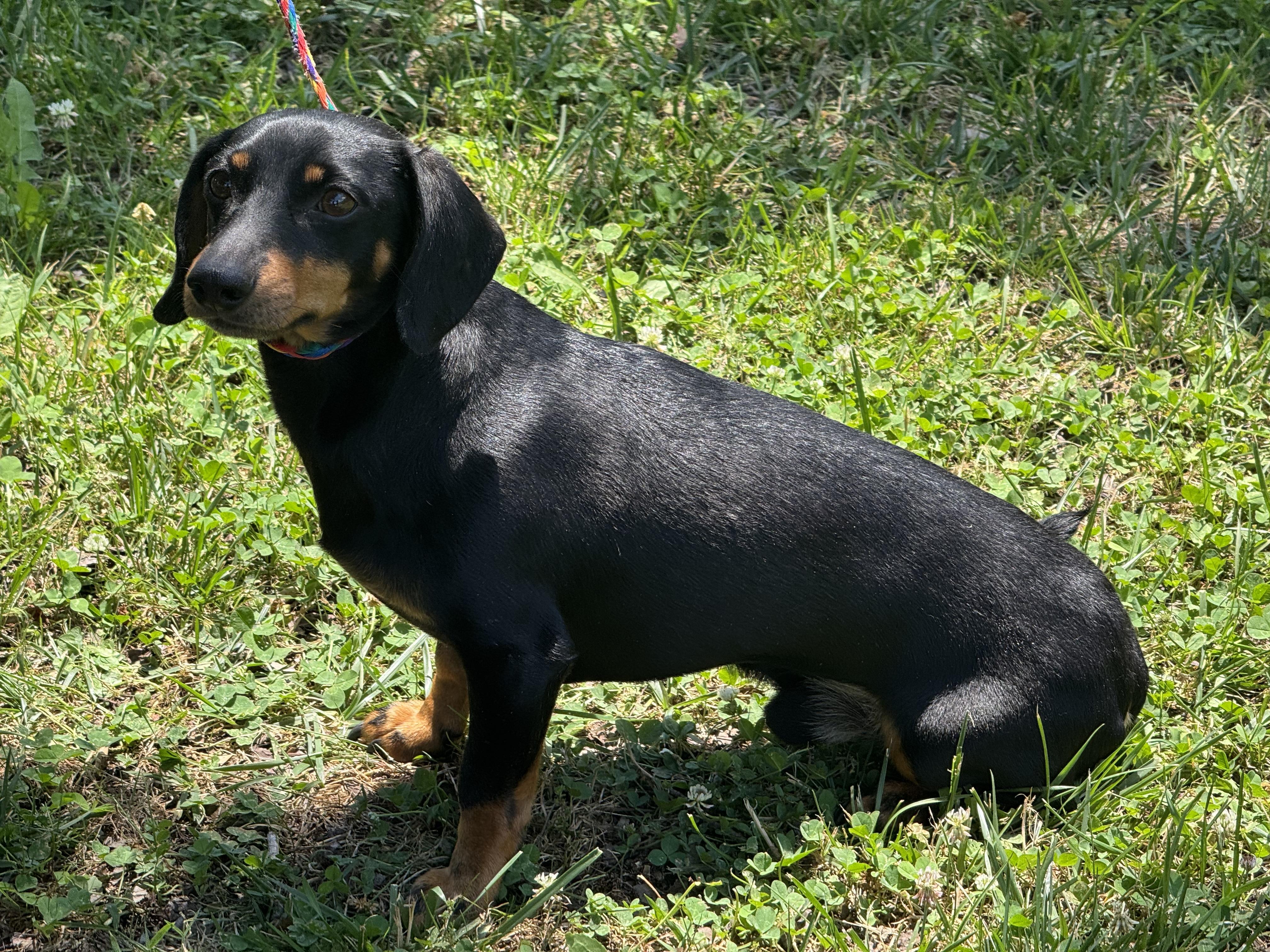 Sam, a ADOPTABLE Dachshund in Midlothian, VA image 5/6
