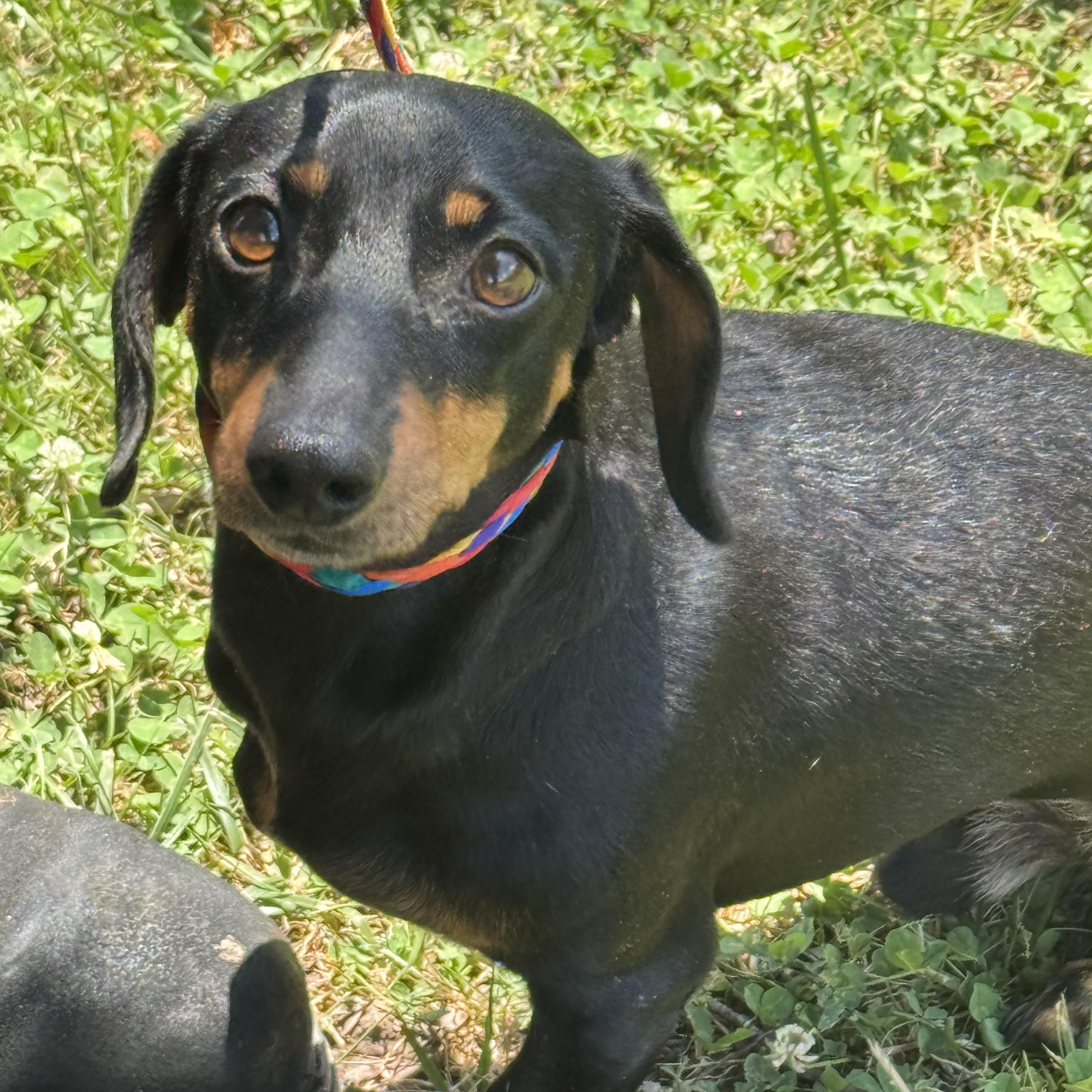 Sam, ADOPTABLE, Adult Male Dachshund.