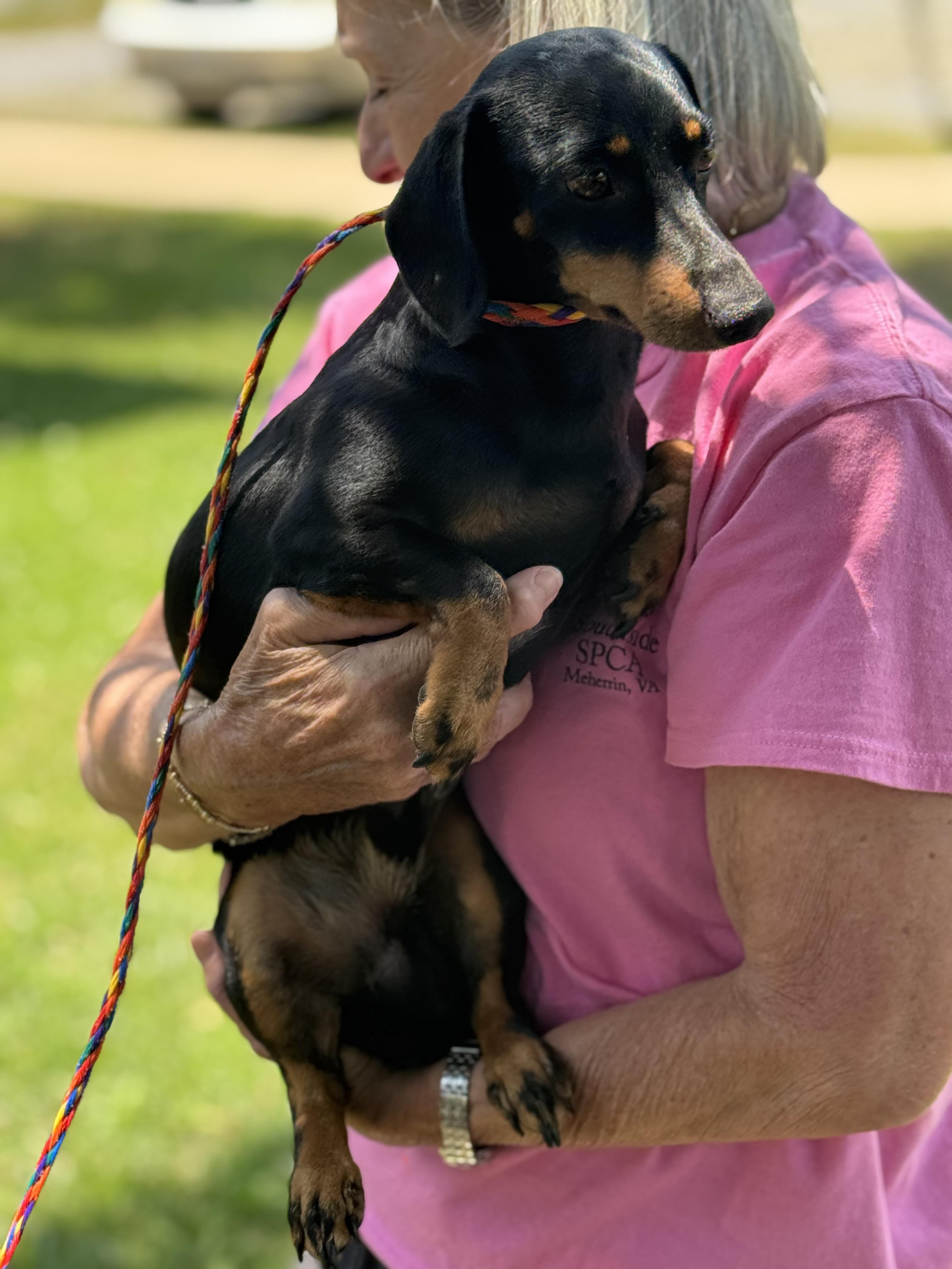 Sam, a ADOPTABLE Dachshund in Midlothian, VA image 4/6