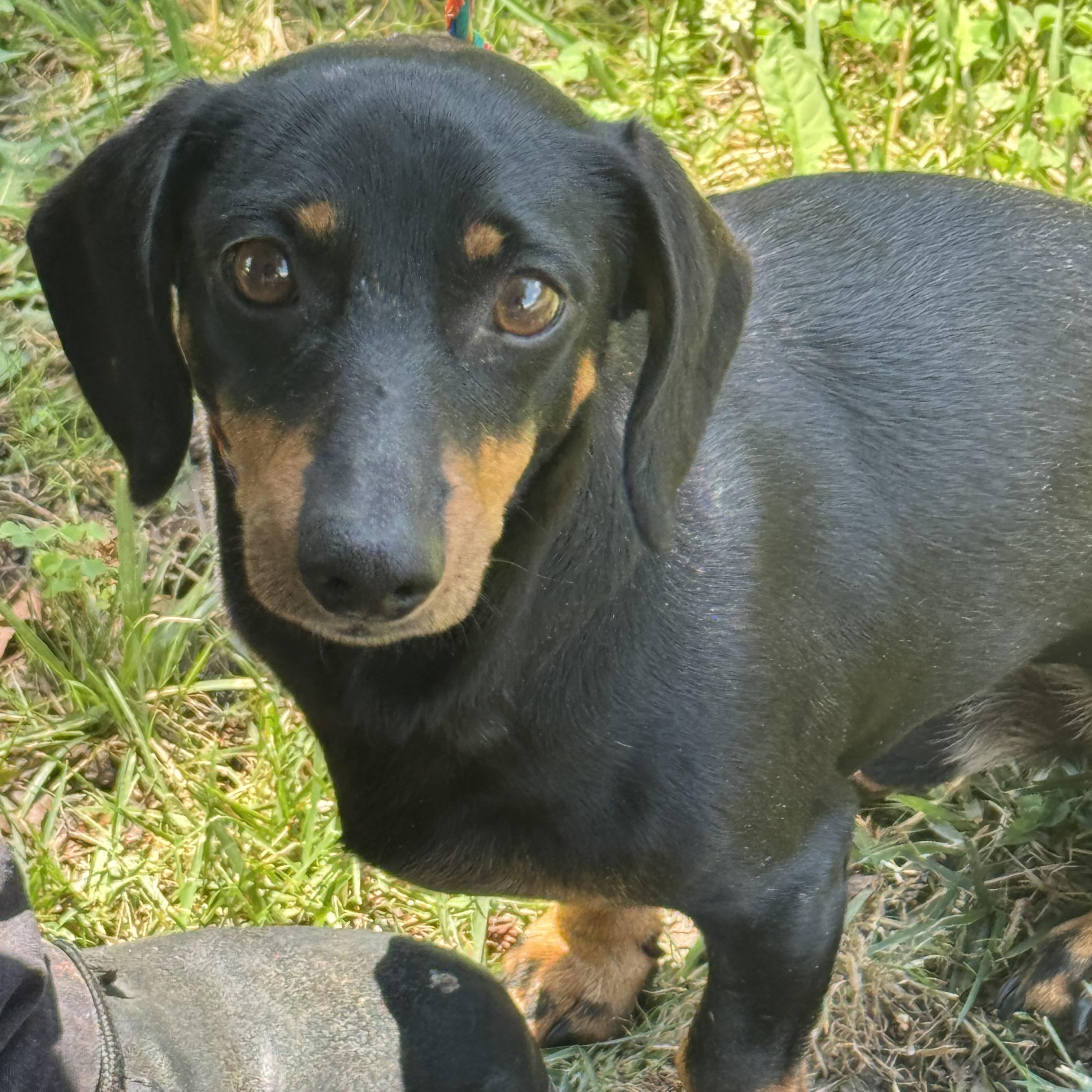 Sam, a ADOPTABLE Dachshund in Midlothian, VA image 3/6