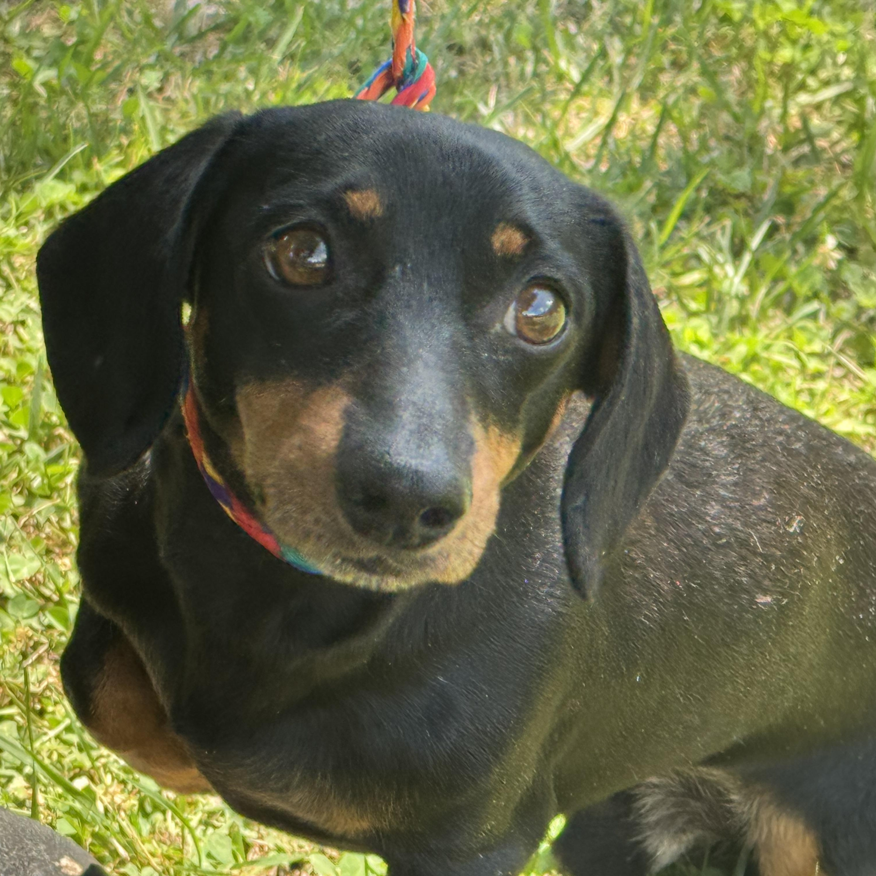 Sam, a ADOPTABLE Dachshund in Midlothian, VA image 2/6