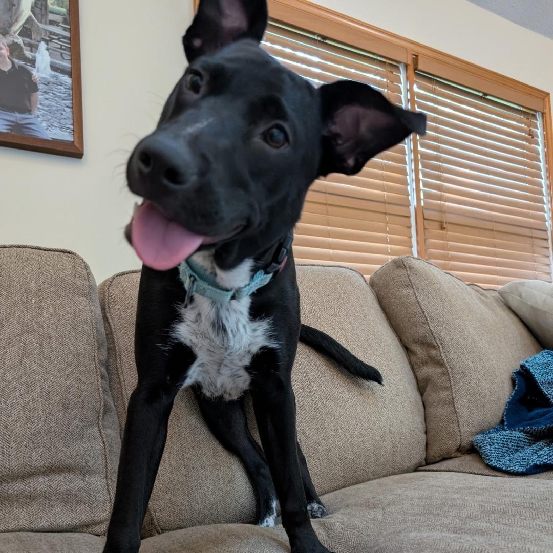 Mary, Adoptable, Adult Female Black Labrador Retriever & Terrier.