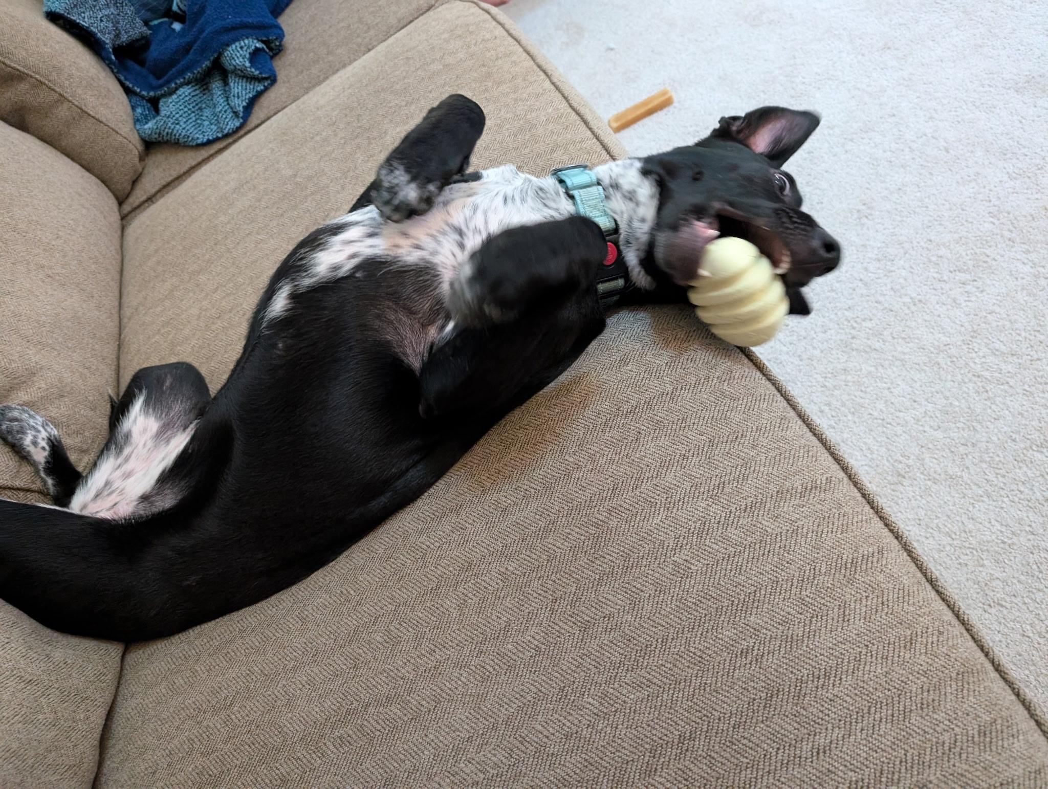 Enlarge Mary, a Adoptable mixed breed in Plainfield, IL image 6/6