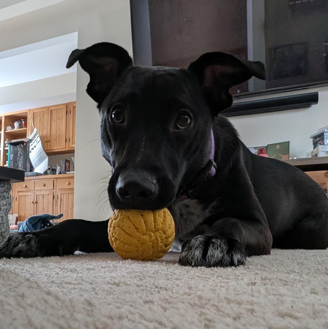 Enlarge Mary, a Adoptable mixed breed in Plainfield, IL image 2/6