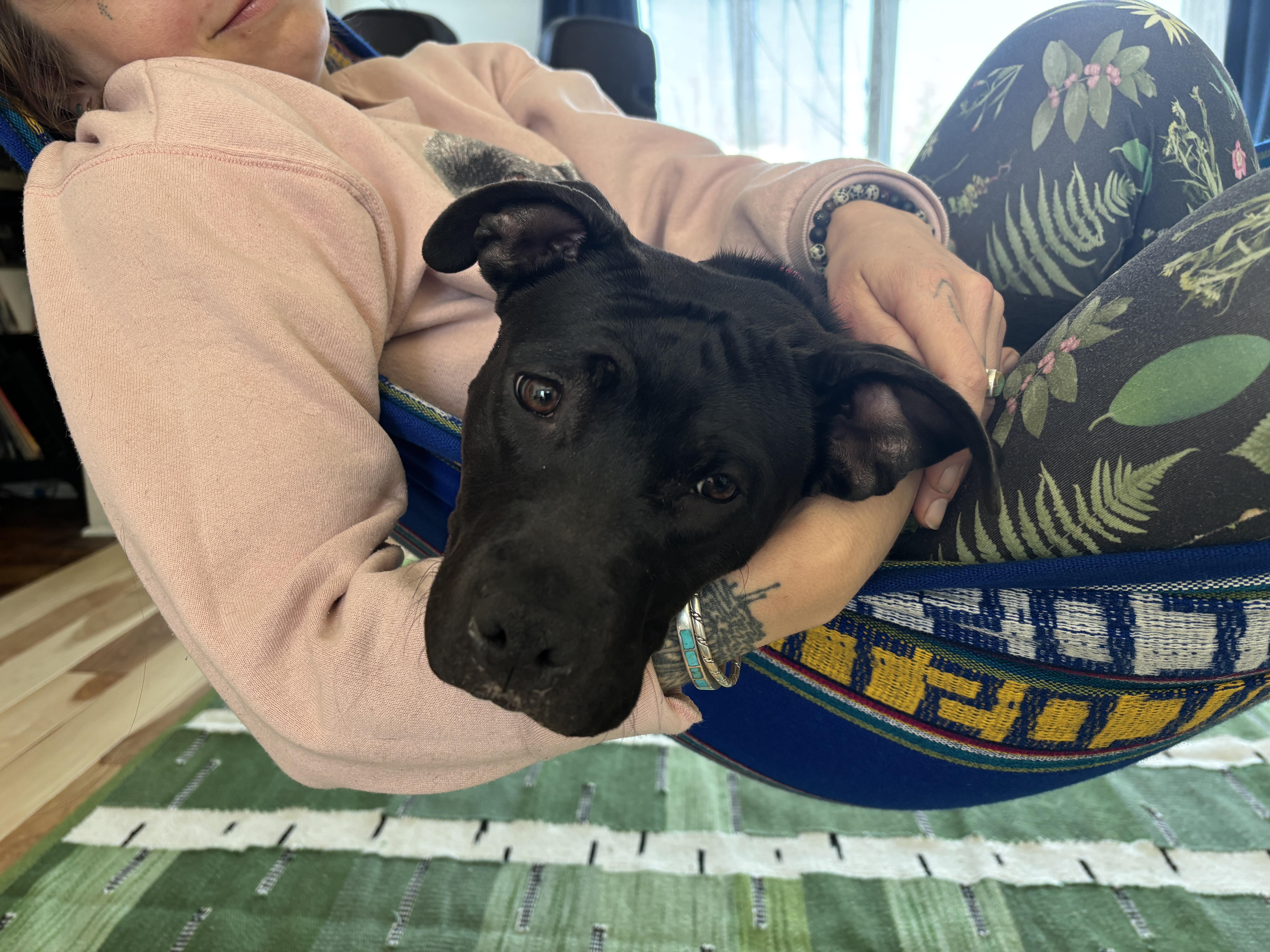 Enlarge Dukkha Dandy Dervish III, a Adopted mixed breed in Northville, MI image 5/5