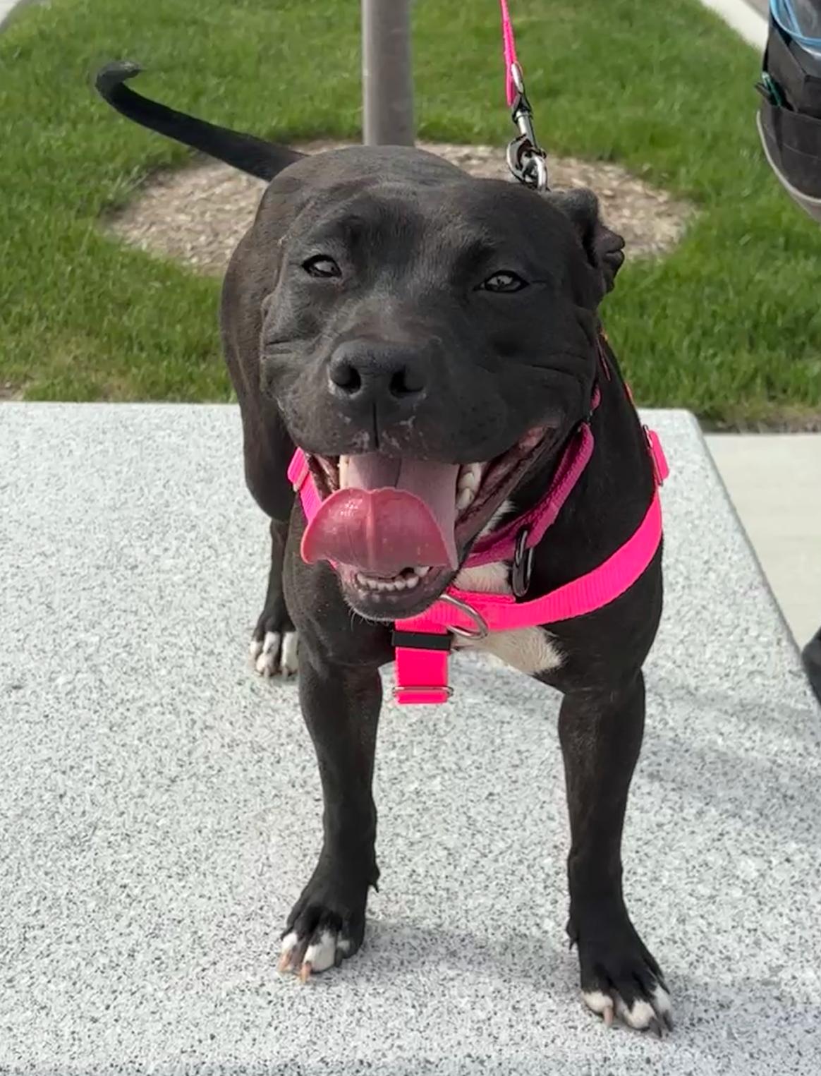 Enlarge Dukkha Dandy Dervish III, a Adopted mixed breed in Northville, MI image 1/5