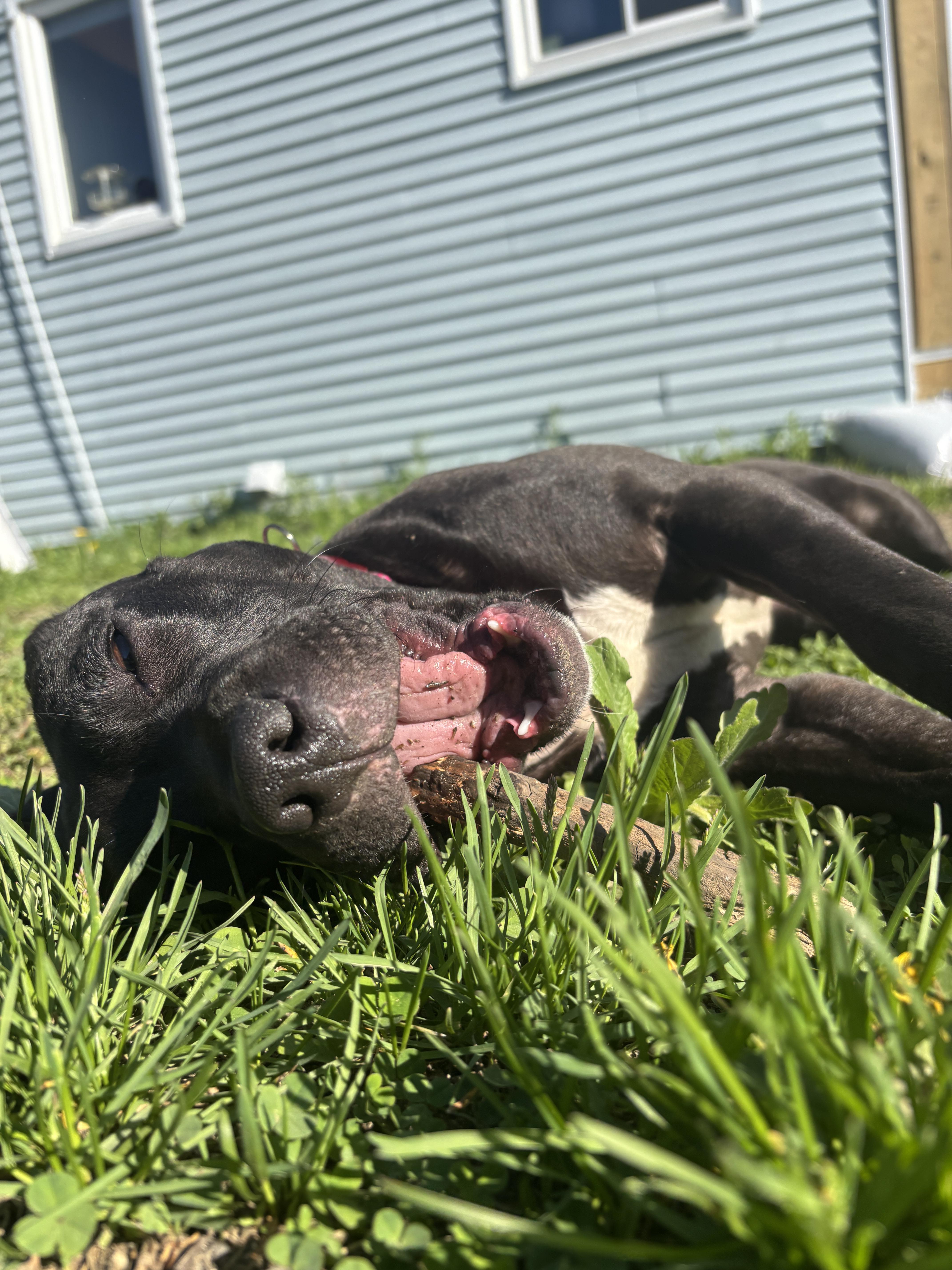 Enlarge Dukkha Dandy Dervish III, a Adopted mixed breed in Northville, MI image 2/5