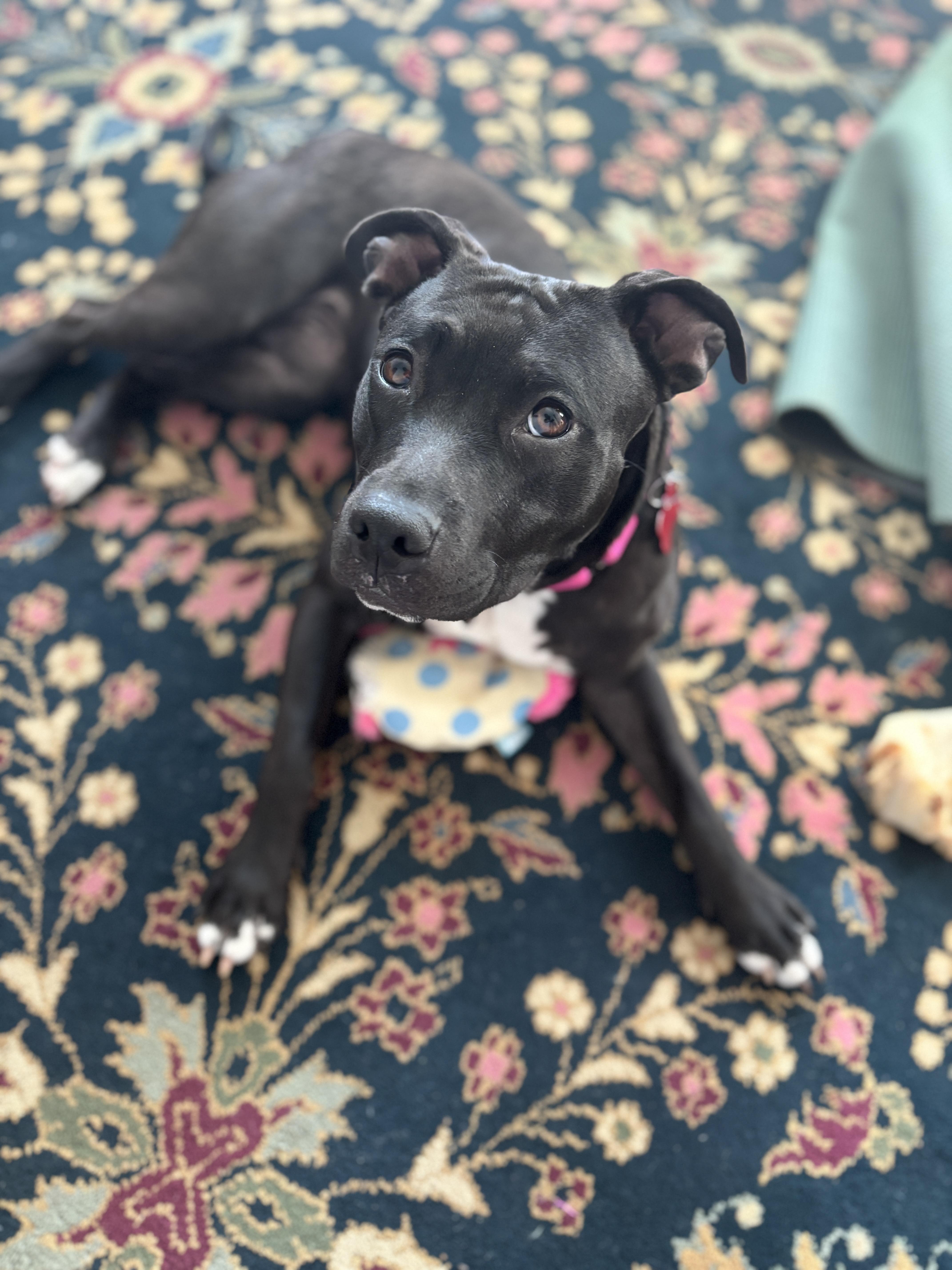 Enlarge Dukkha Dandy Dervish III, a Adopted mixed breed in Northville, MI image 3/5